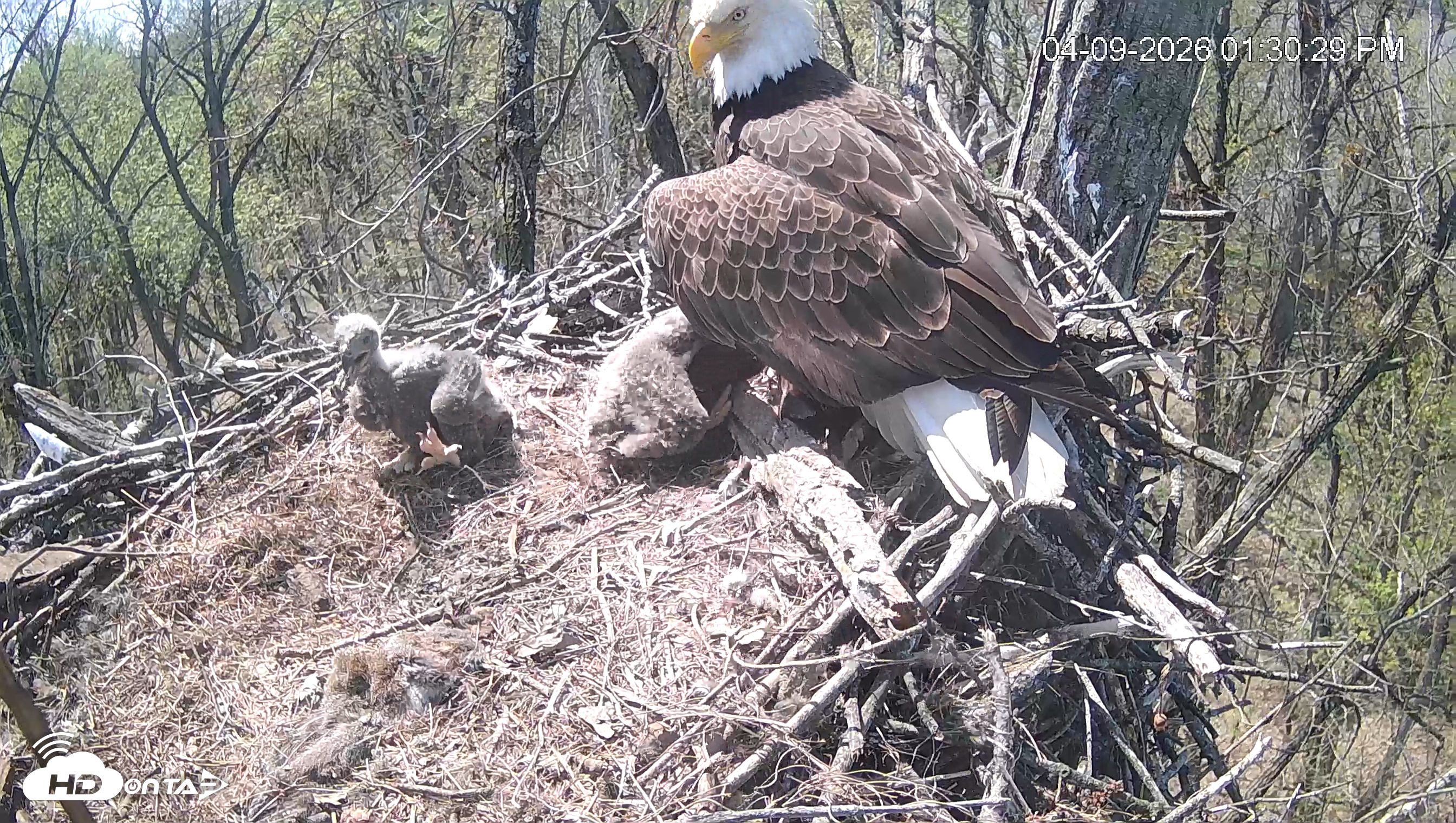 Snapshot of Cardinal Land Conservancy Eagles Live Webcam taken Apr 9, 2026, 1:31pm EDT