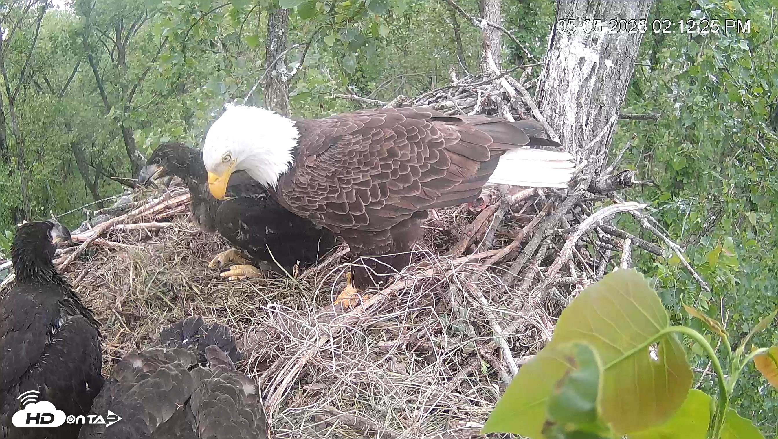 Snapshot of Cardinal Land Conservancy Eagles Live Webcam taken May 5, 2026, 2:13pm EDT