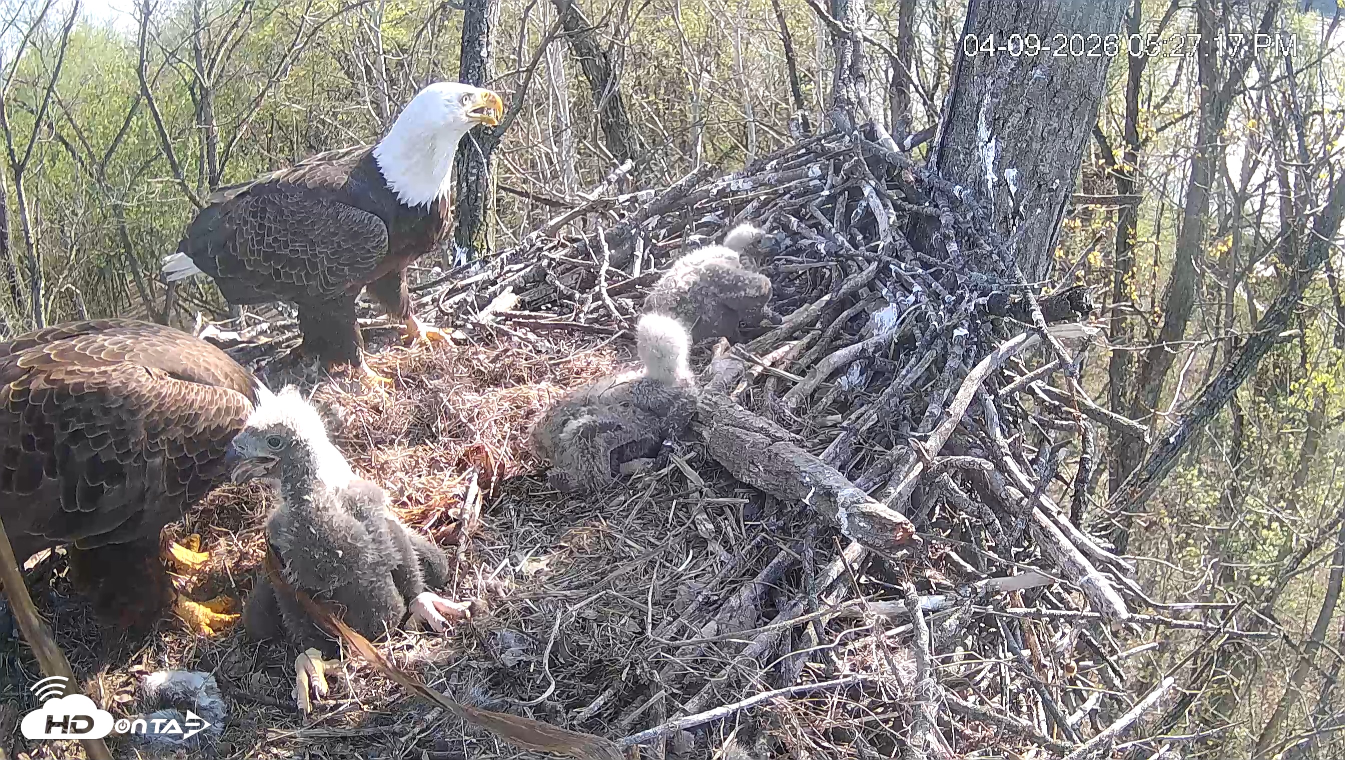 Snapshot of Cardinal Land Conservancy Eagles Live Webcam taken Apr 9, 2026, 5:27pm EDT