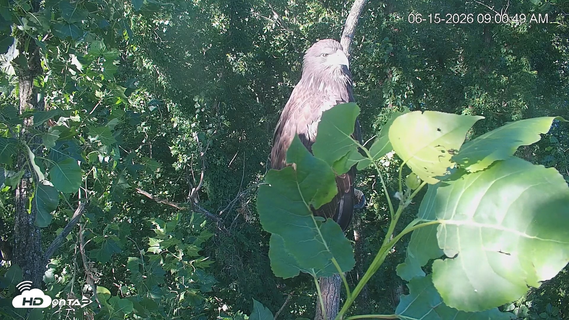 Snapshot of Cardinal Land Conservancy Eagles Live Webcam taken Jun 15, 2026, 9:01am EDT