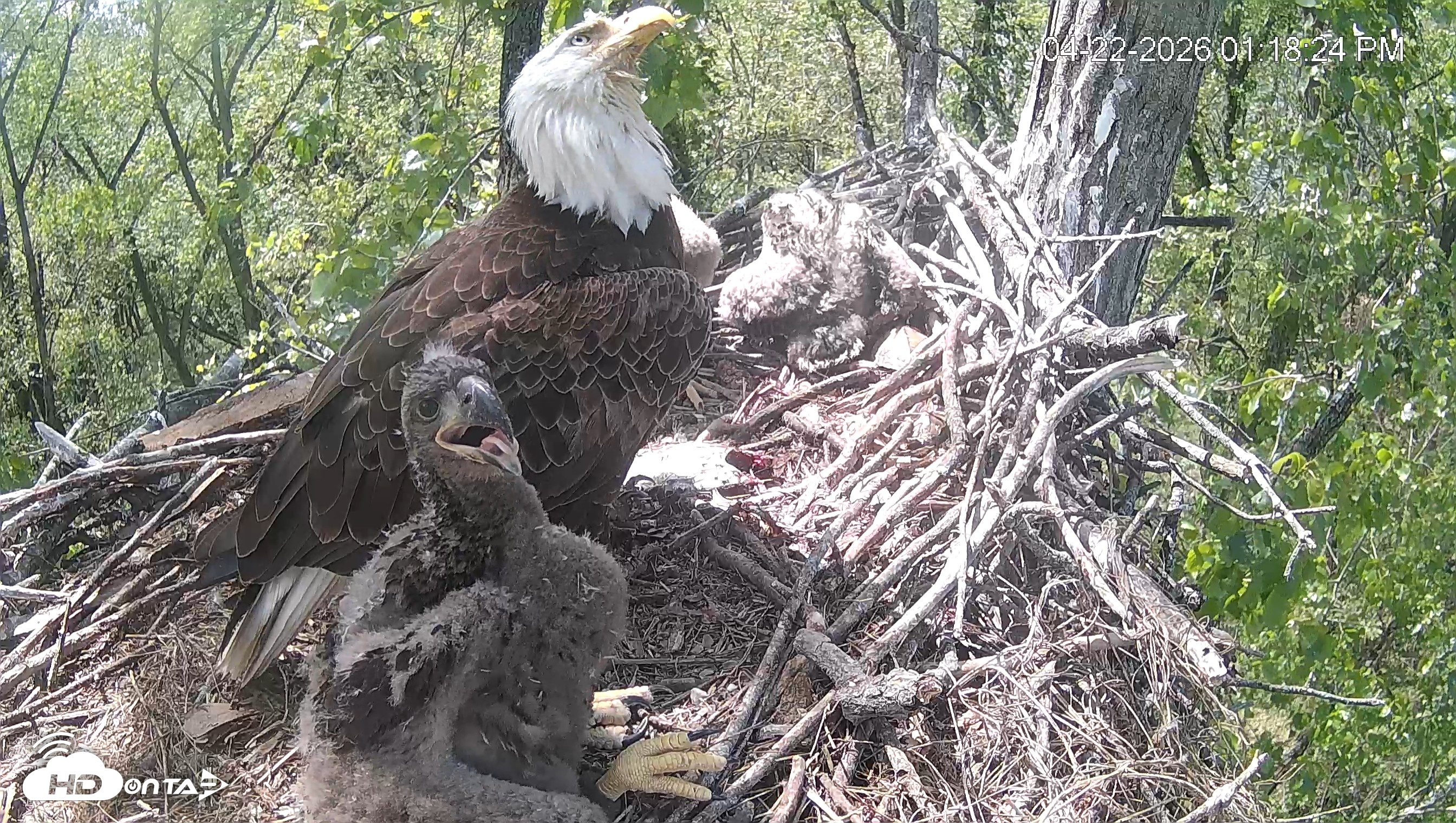 Snapshot of Cardinal Land Conservancy Eagles Live Webcam taken Apr 22, 2026, 1:19pm EDT