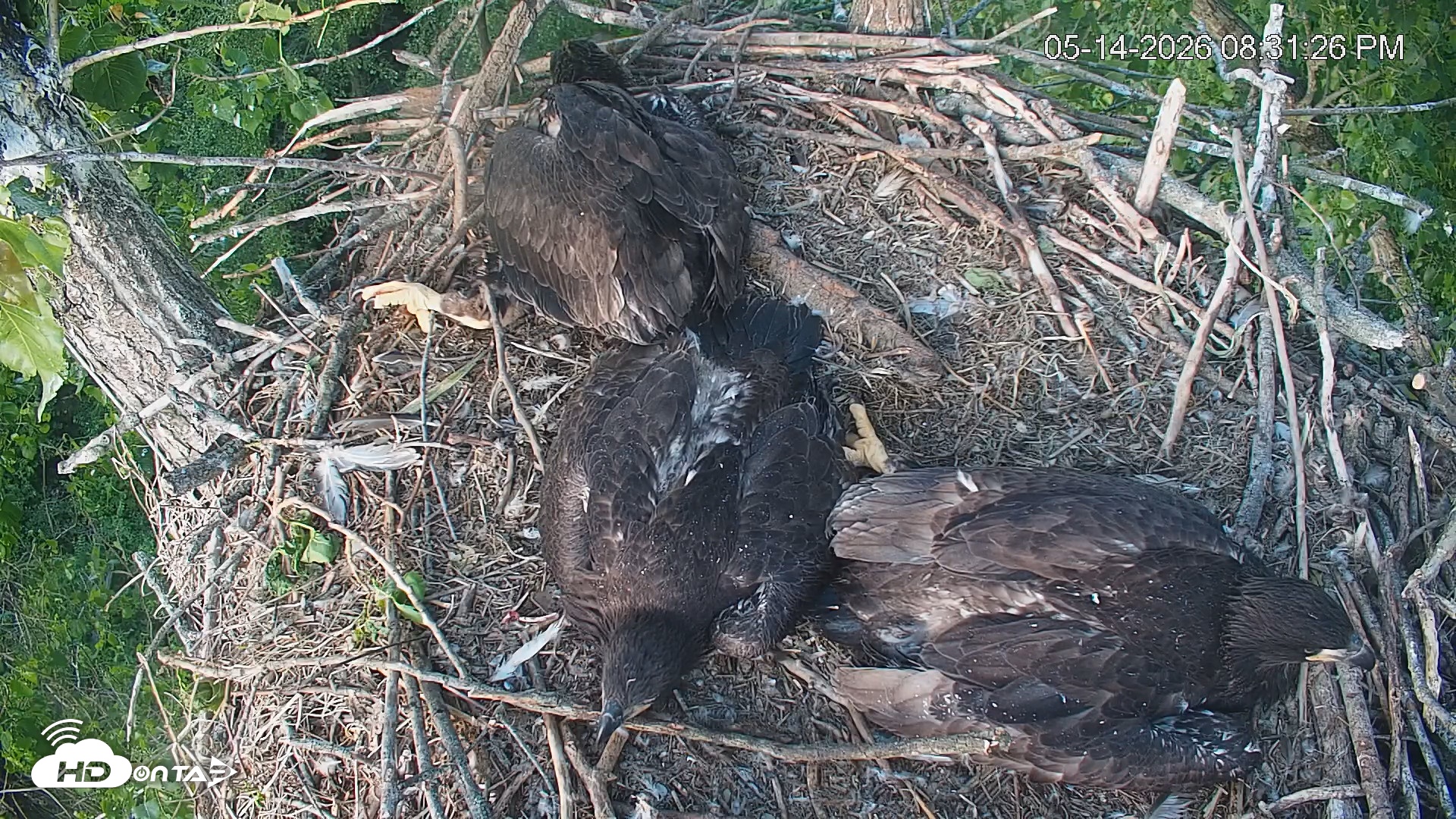 Snapshot of Cardinal Land Conservancy Eagles Live Webcam taken May 14, 2026, 8:32pm EDT