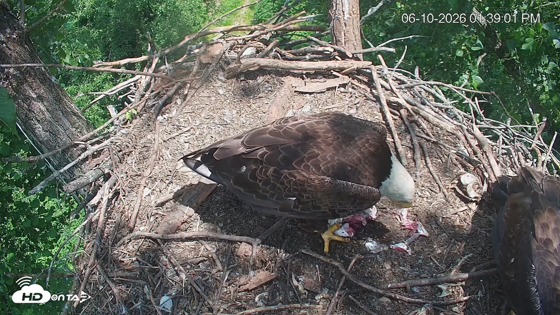 Snapshot of Cardinal Land Conservancy Eagles Live Webcam taken Jun 10, 2026, 1:40pm EDT