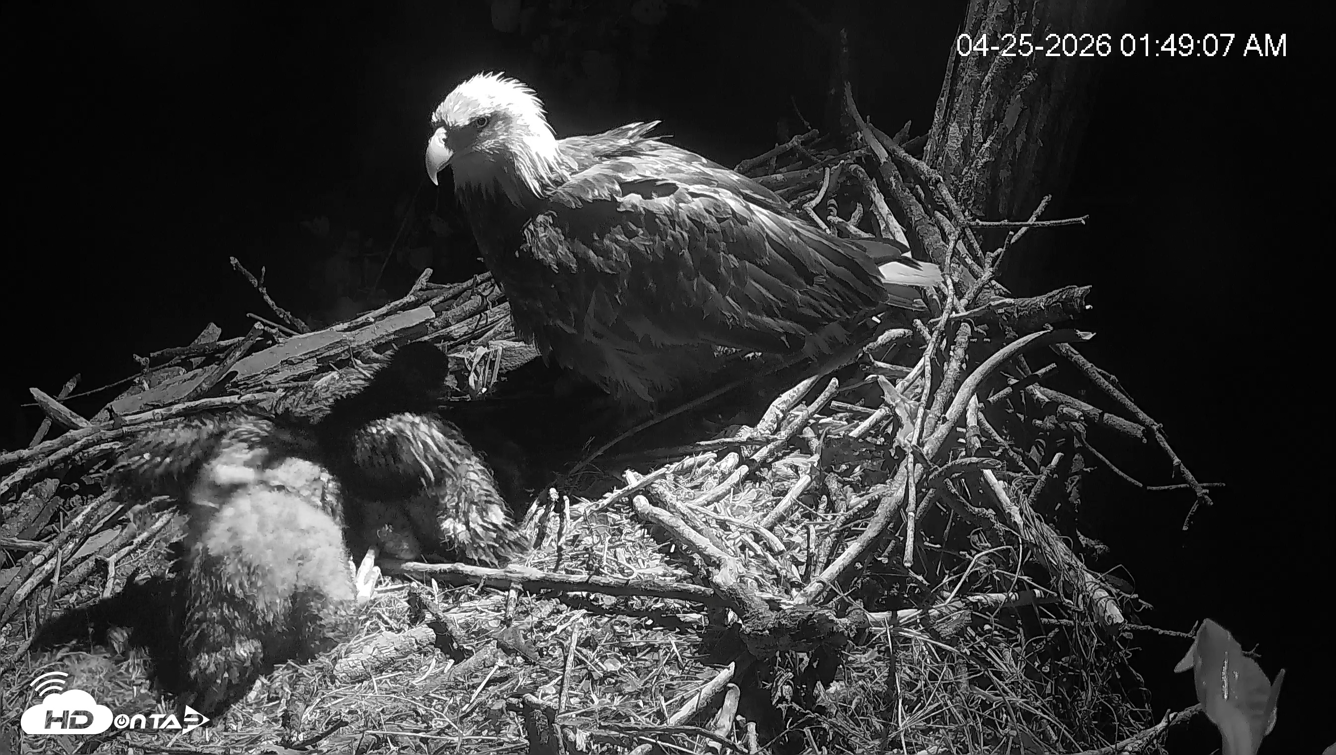 Snapshot of Cardinal Land Conservancy Eagles Live Webcam taken Apr 25, 2026, 1:49am EDT
