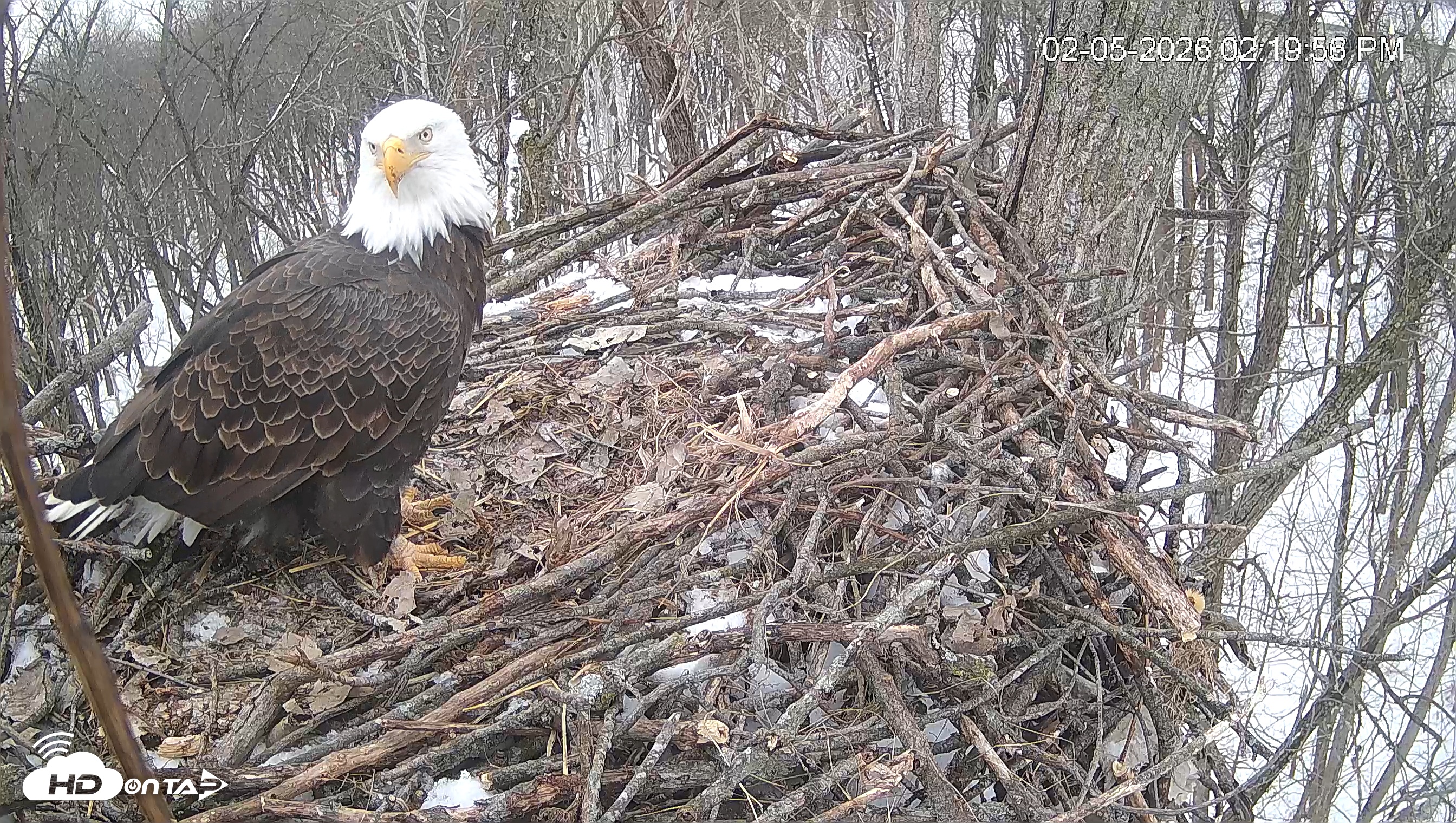 Snapshot of Cardinal Land Conservancy Eagles Live Webcam taken Feb 5, 2026, 2:20pm EST