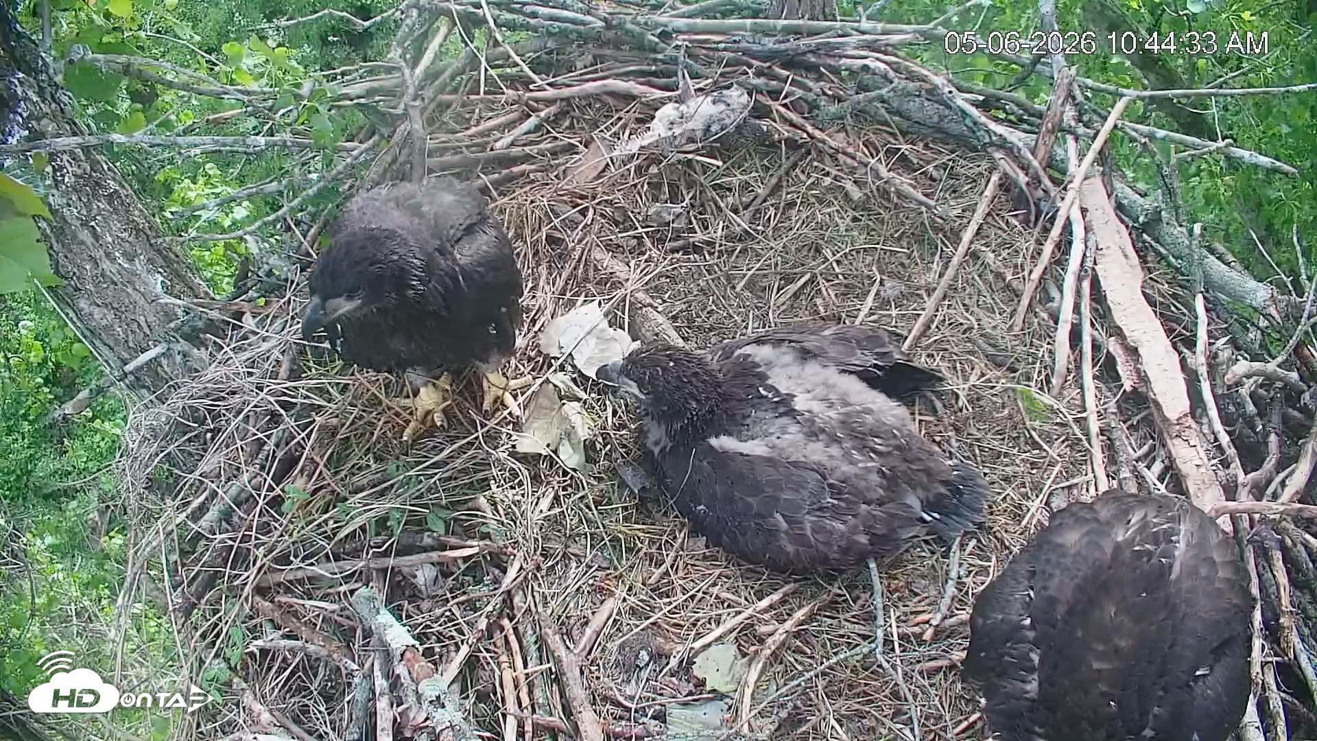 Snapshot of Cardinal Land Conservancy Eagles Live Webcam taken May 6, 2026, 10:45am EDT