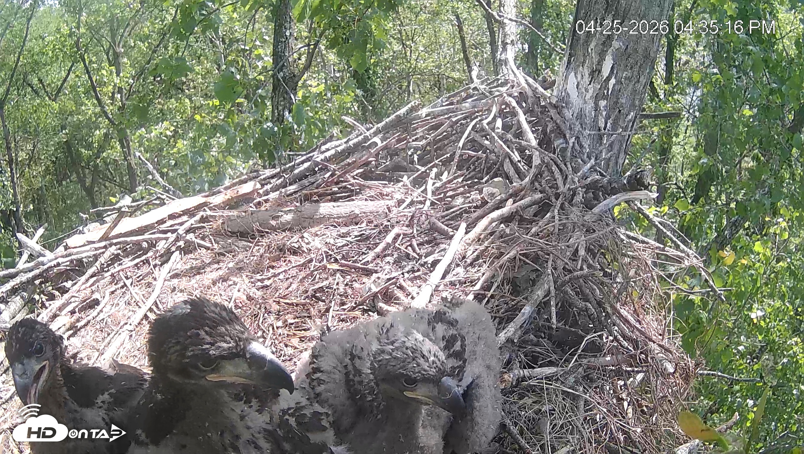 Snapshot of Cardinal Land Conservancy Eagles Live Webcam taken Apr 25, 2026, 4:35pm EDT