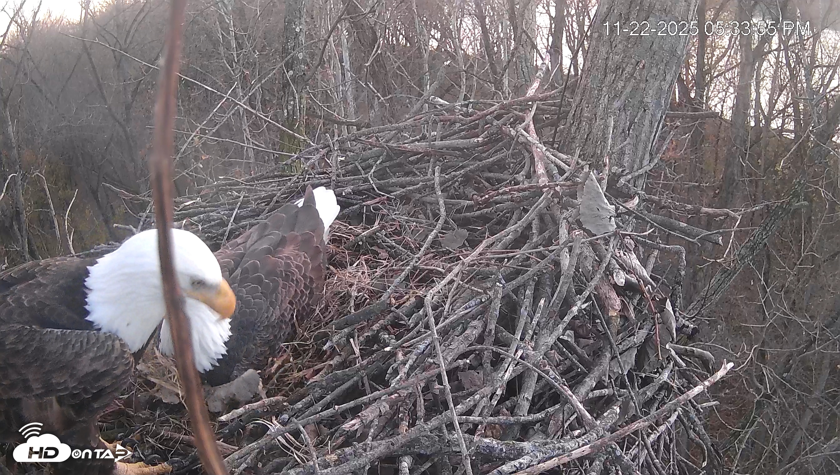 Snapshot of Cardinal Land Conservancy Eagles Live Webcam taken Nov 22, 2025, 5:34pm EST