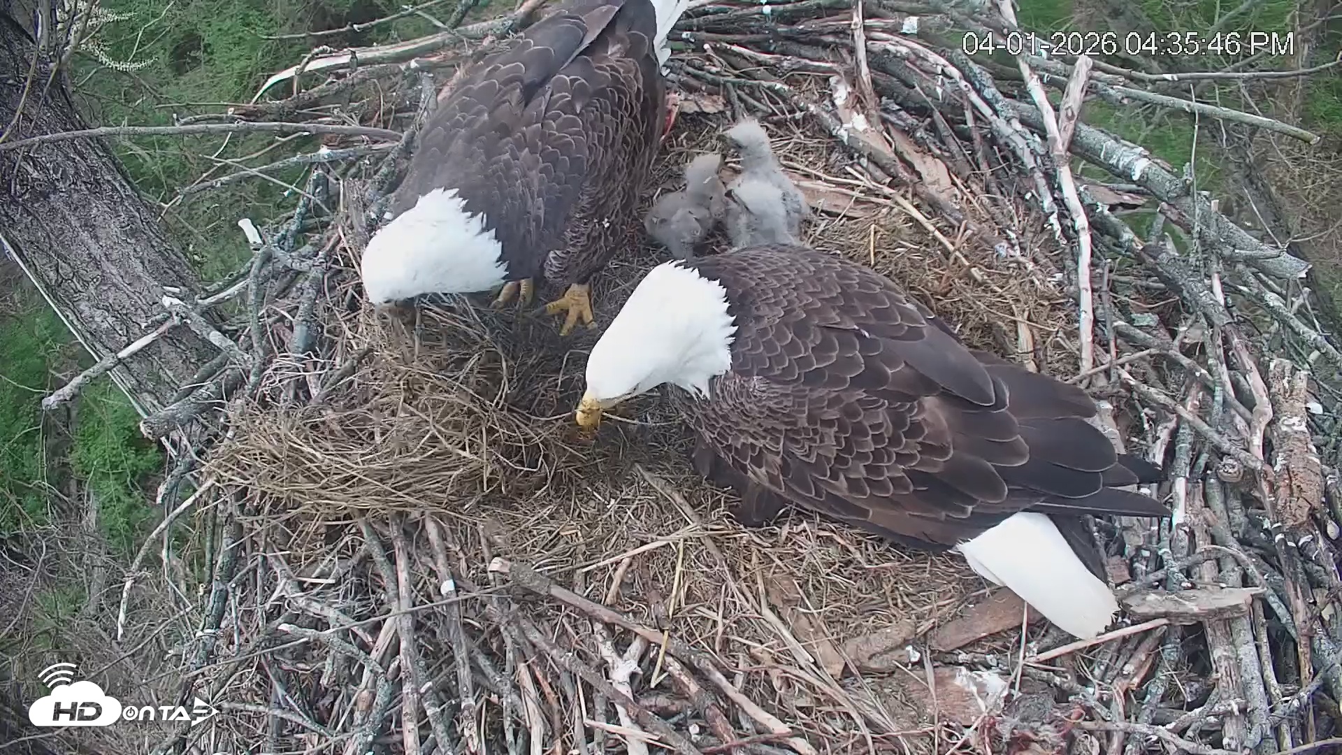 Snapshot of Cardinal Land Conservancy Eagles Live Webcam taken Apr 1, 2026, 4:36pm EDT