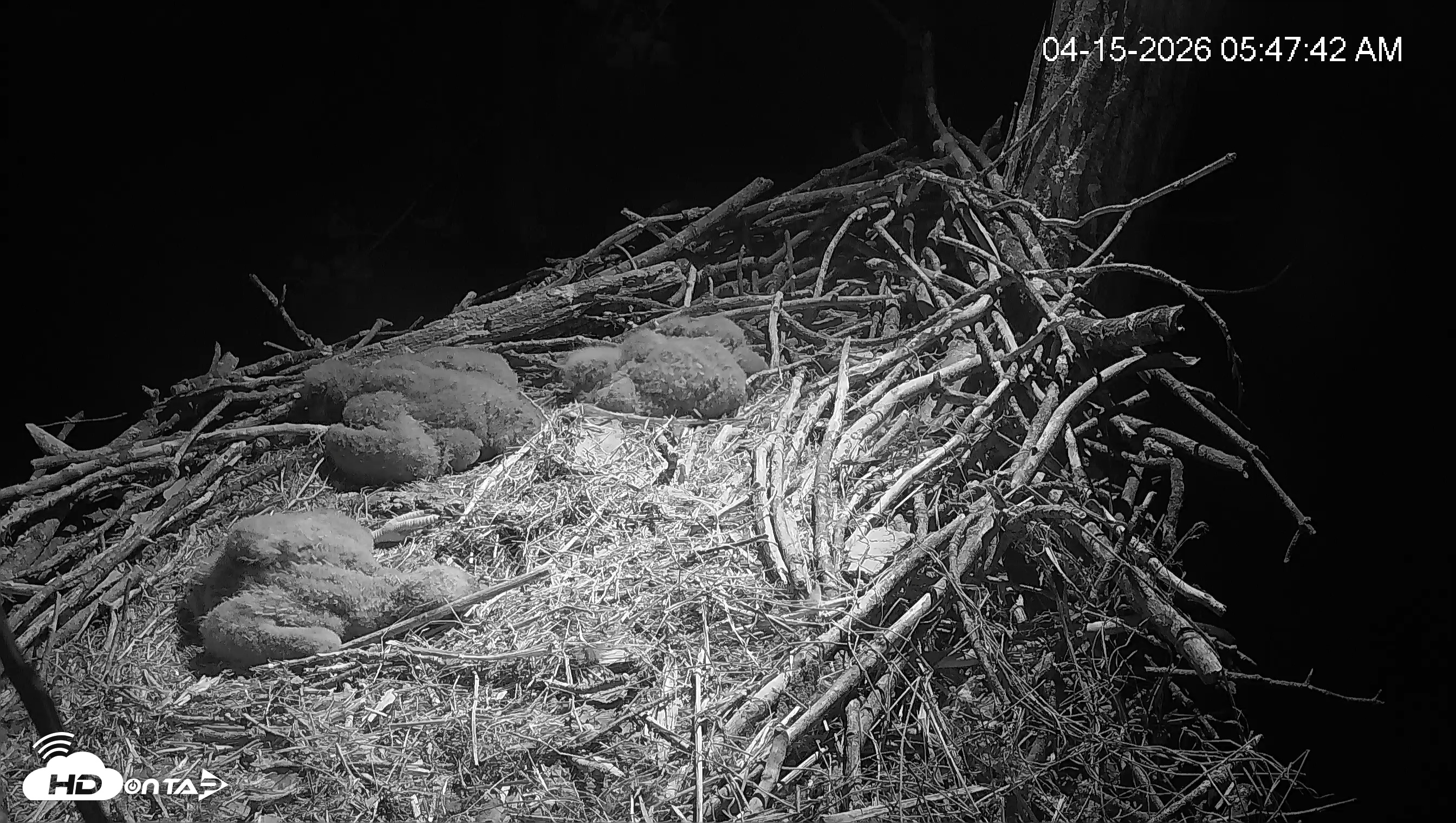 Snapshot of Cardinal Land Conservancy Eagles Live Webcam taken Apr 15, 2026, 5:48am EDT