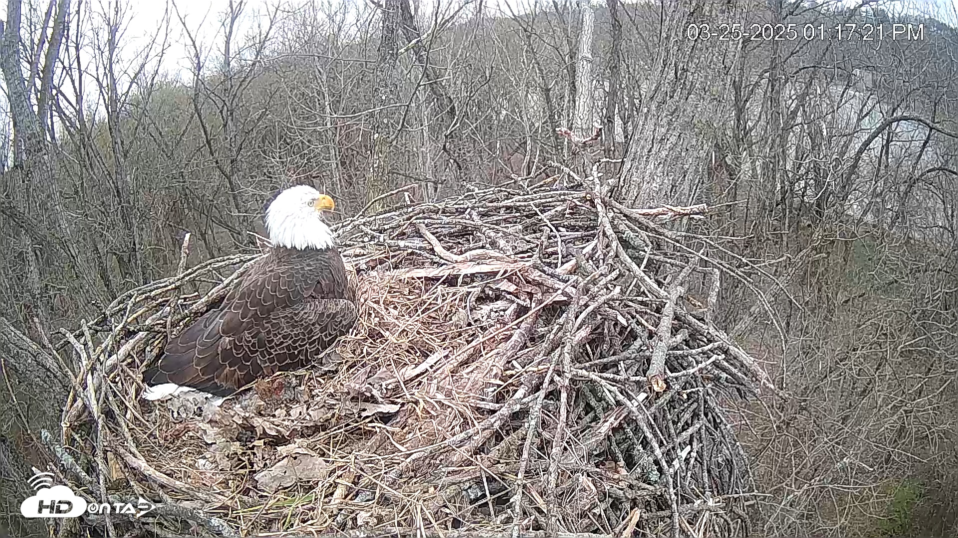 Snapshot of Cardinal Land Conservancy Eagles Live Webcam taken Mar 25, 2025, 1:18pm EDT