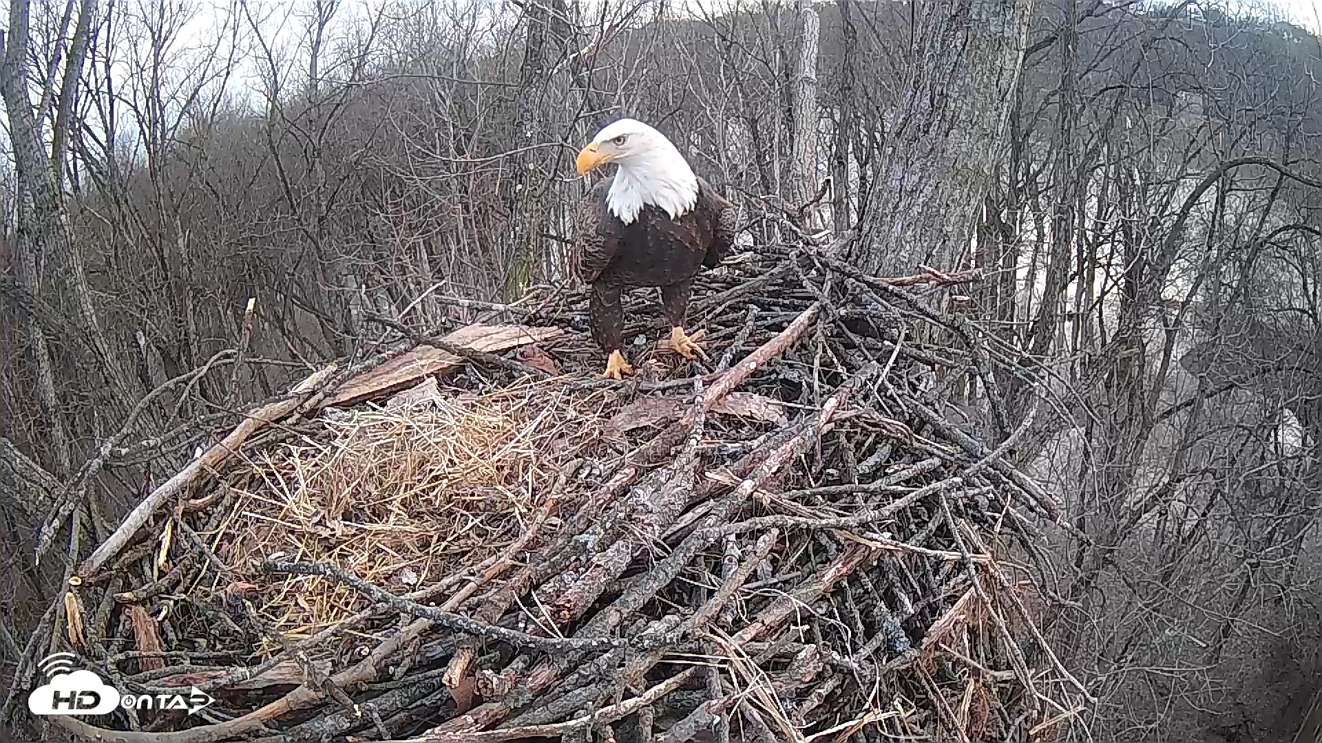 Snapshot of Cardinal Land Conservancy Eagles Live Webcam taken Feb 7, 2025, 6:16pm EST
