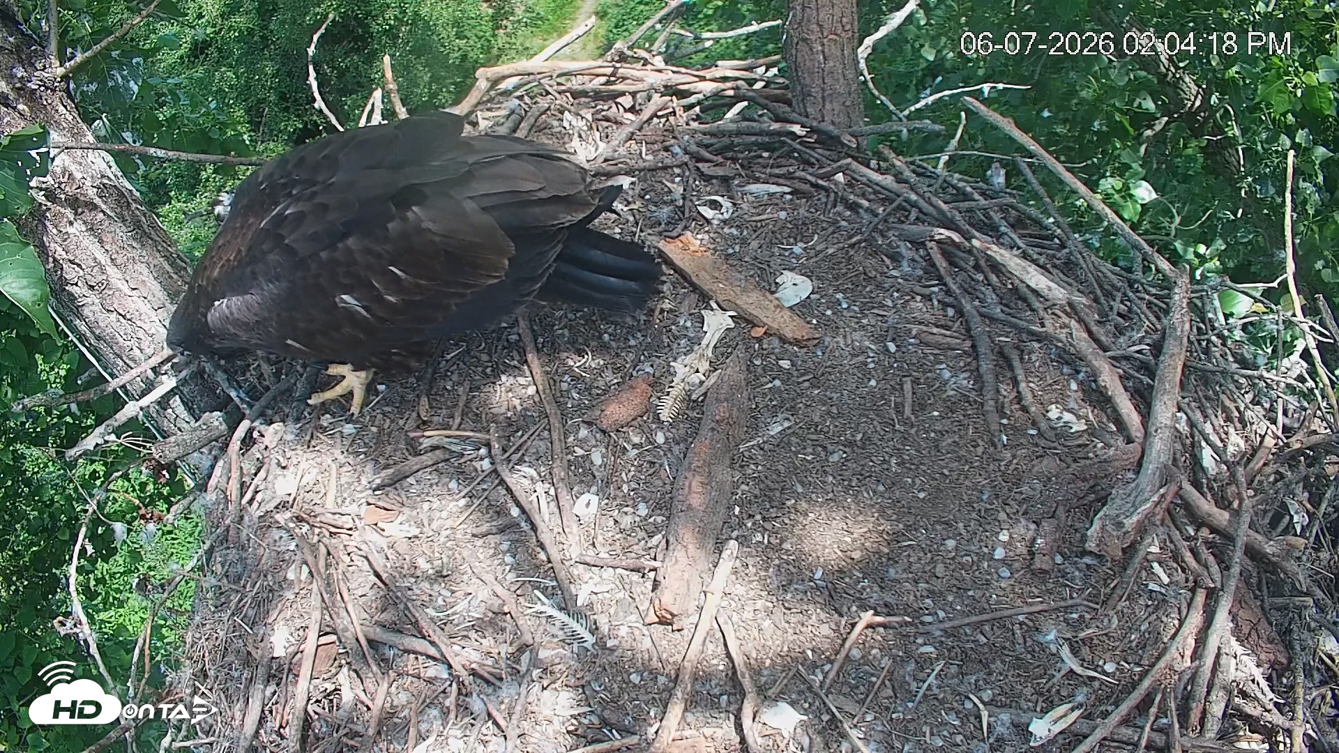 Snapshot of Cardinal Land Conservancy Eagles Live Webcam taken Jun 7, 2026, 2:05pm EDT