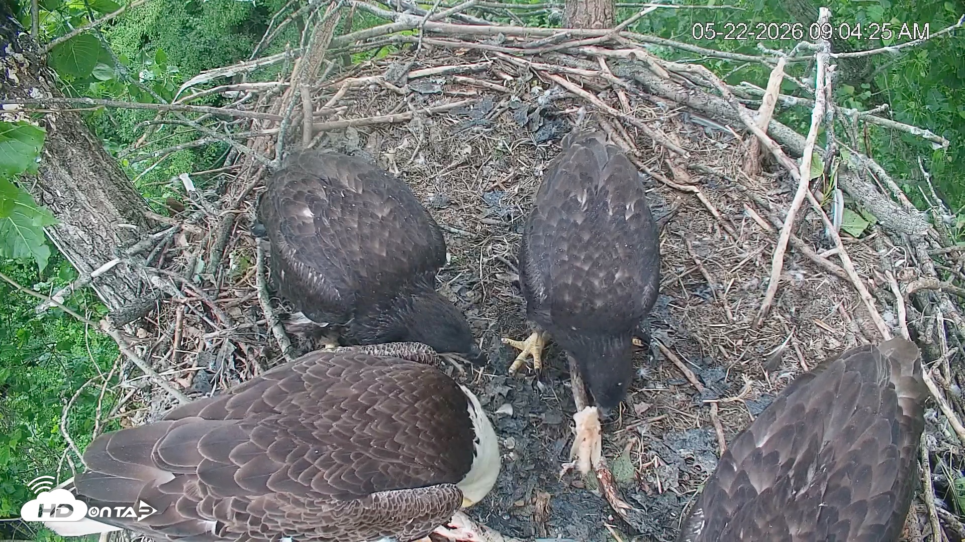 Snapshot of Cardinal Land Conservancy Eagles Live Webcam taken May 22, 2026, 9:05am EDT