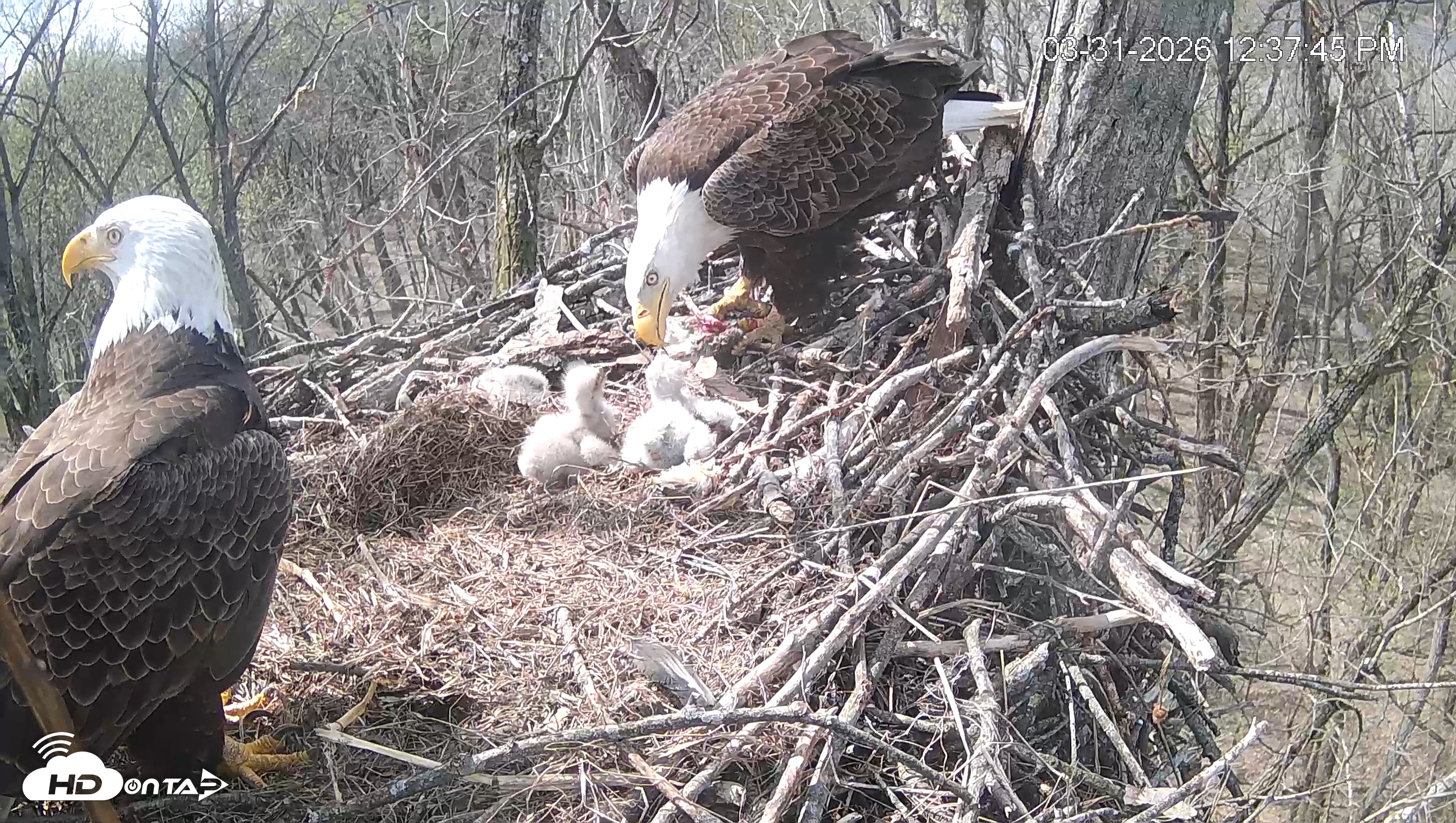 Snapshot of Cardinal Land Conservancy Eagles Live Webcam taken Mar 31, 2026, 12:38pm EDT