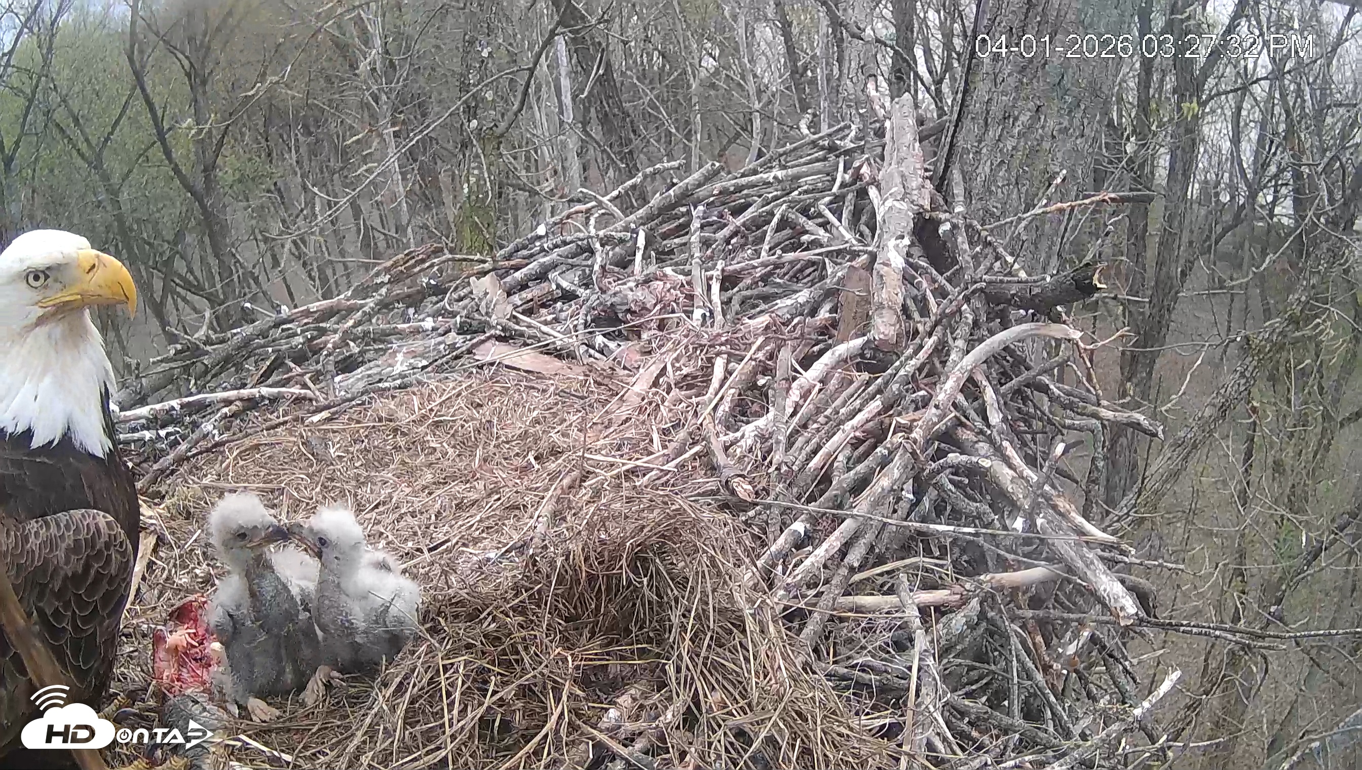 Snapshot of Cardinal Land Conservancy Eagles Live Webcam taken Apr 1, 2026, 3:28pm EDT
