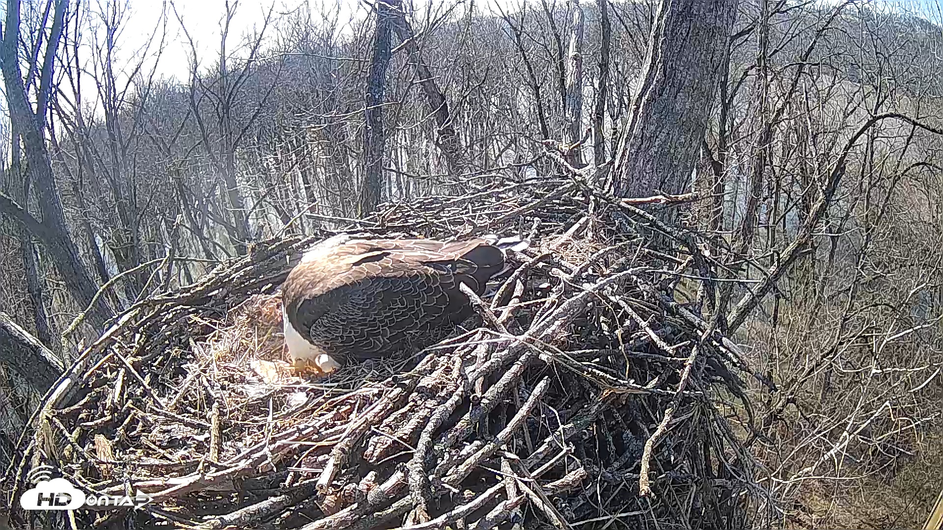 Snapshot of Cardinal Land Conservancy Eagles Live Webcam taken Feb 10, 2025, 1:12pm EST