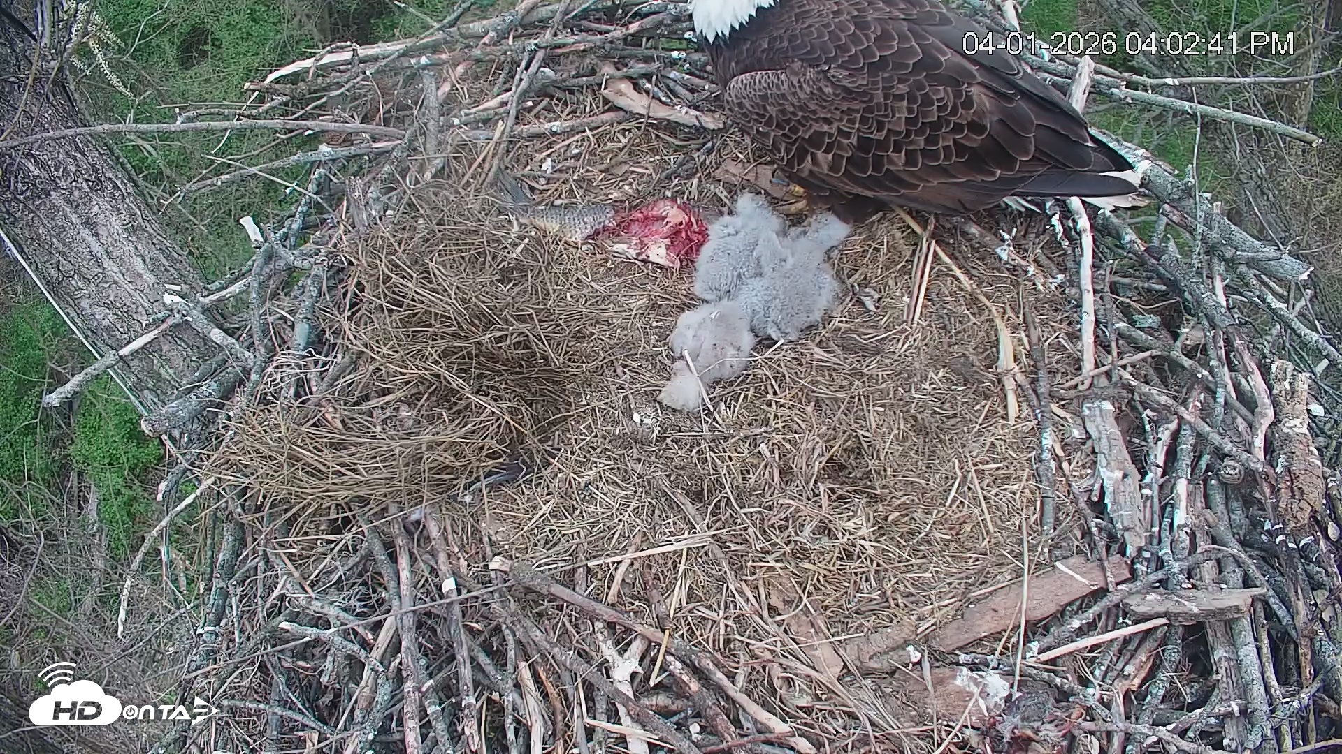 Snapshot of Cardinal Land Conservancy Eagles Live Webcam taken Apr 1, 2026, 4:03pm EDT