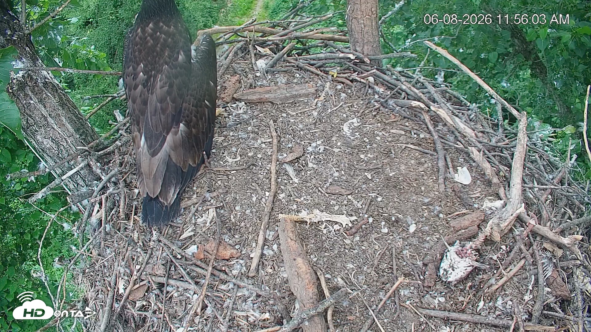 Snapshot of Cardinal Land Conservancy Eagles Live Webcam taken Jun 8, 2026, 11:56am EDT