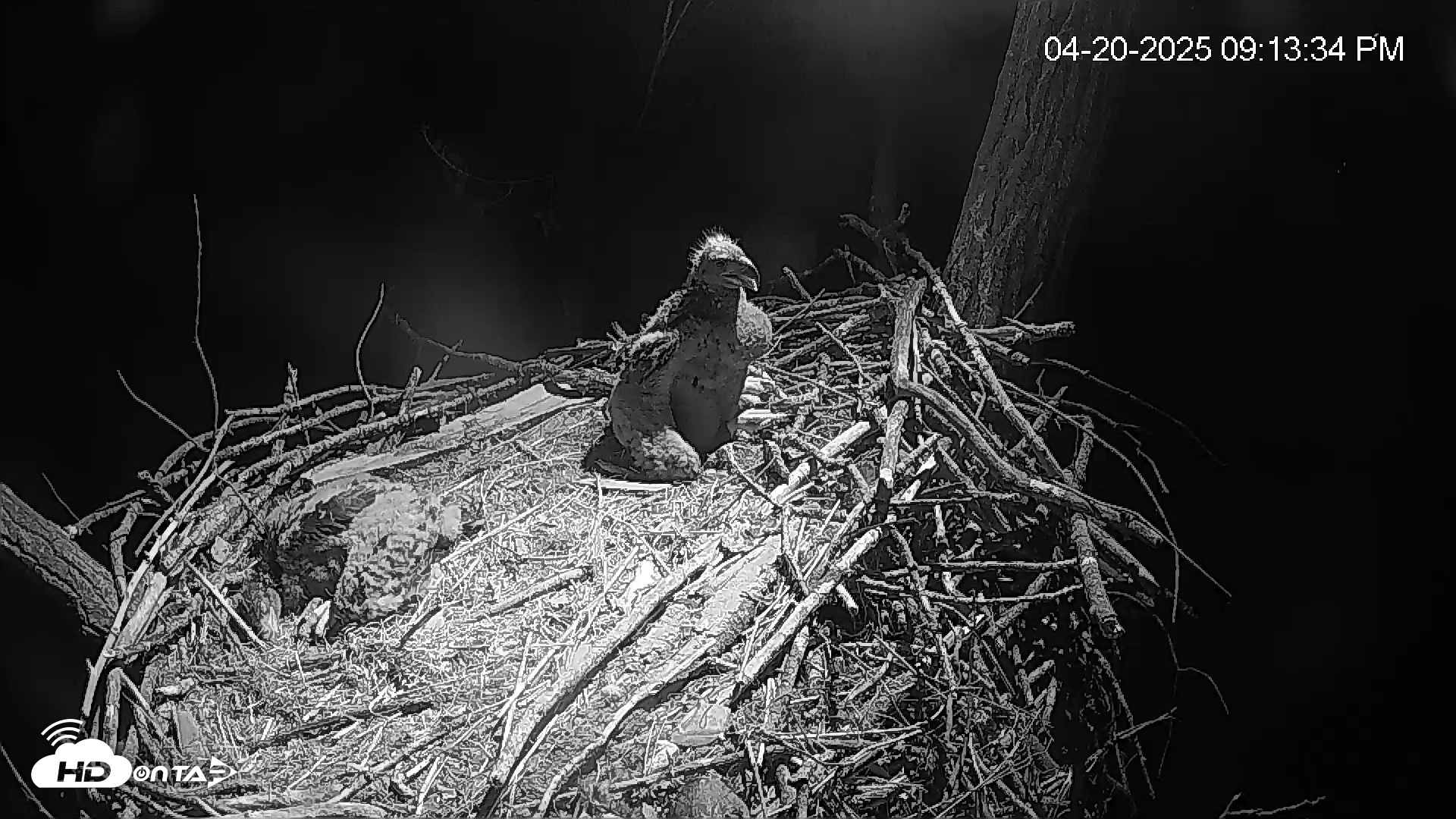 Snapshot of Cardinal Land Conservancy Eagles Live Webcam taken Apr 20, 2025, 9:14pm EDT