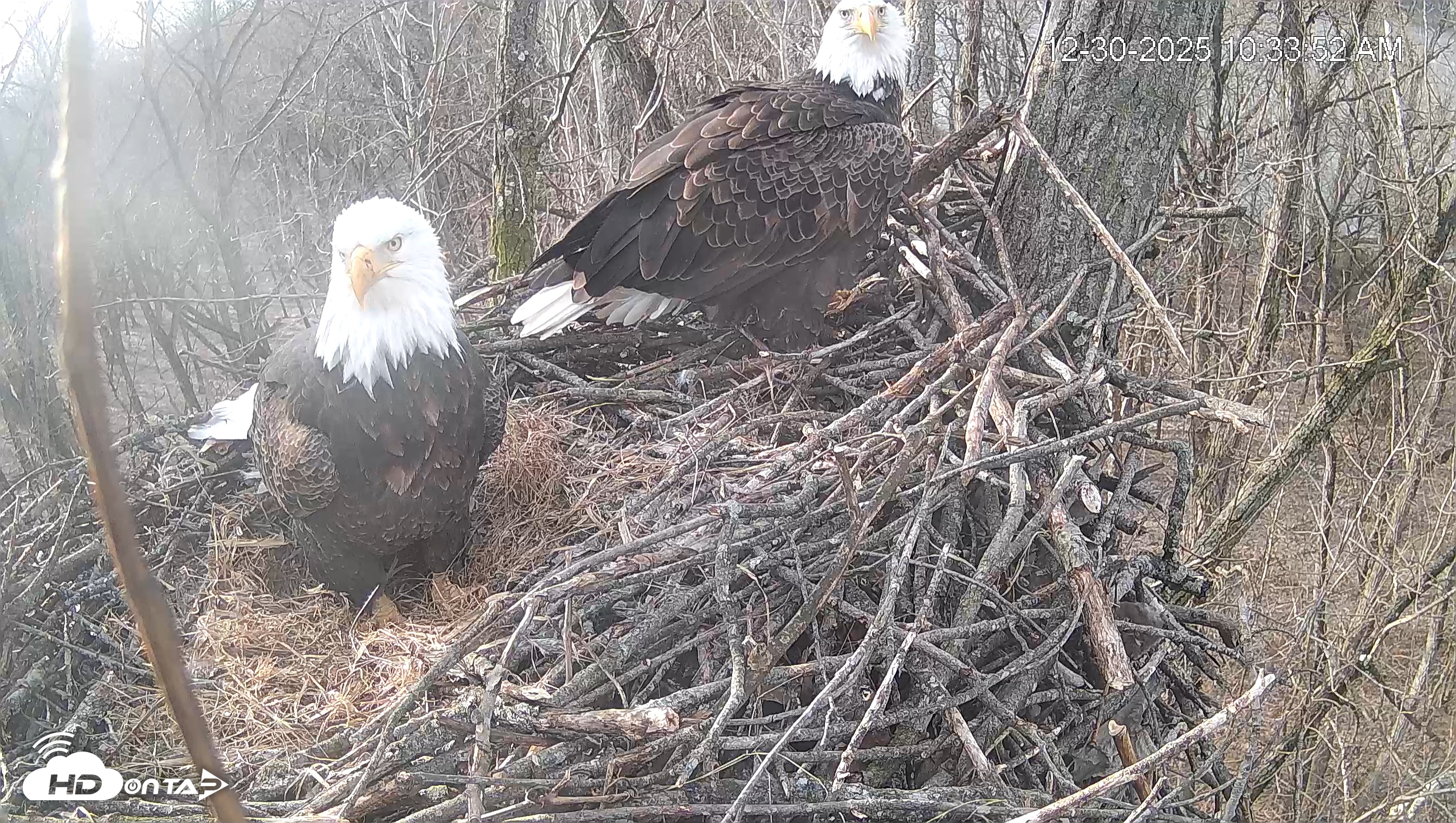 Snapshot of Cardinal Land Conservancy Eagles Live Webcam taken Dec 30, 2025, 10:34am EST
