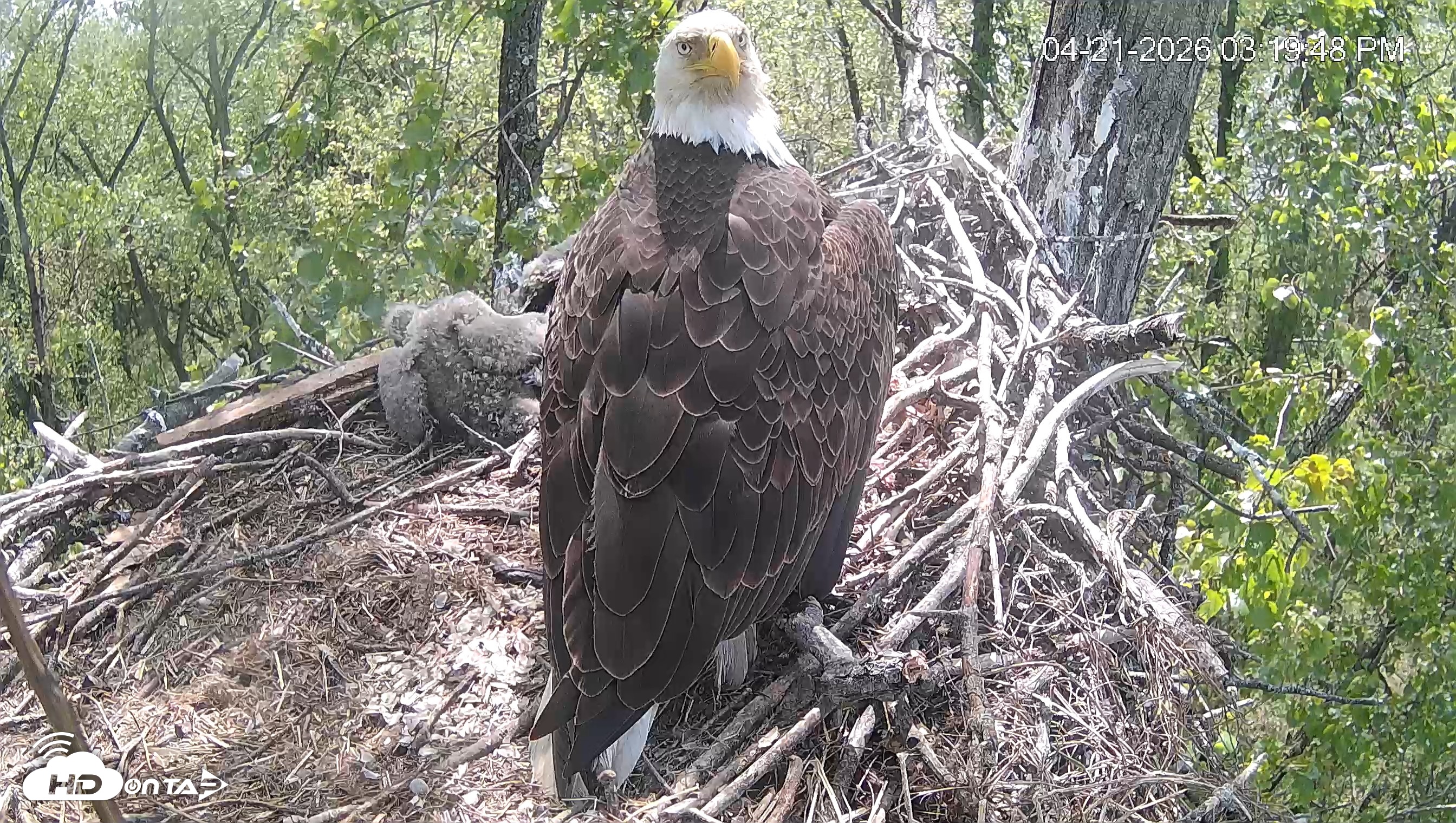 Snapshot of Cardinal Land Conservancy Eagles Live Webcam taken Apr 21, 2026, 3:21pm EDT