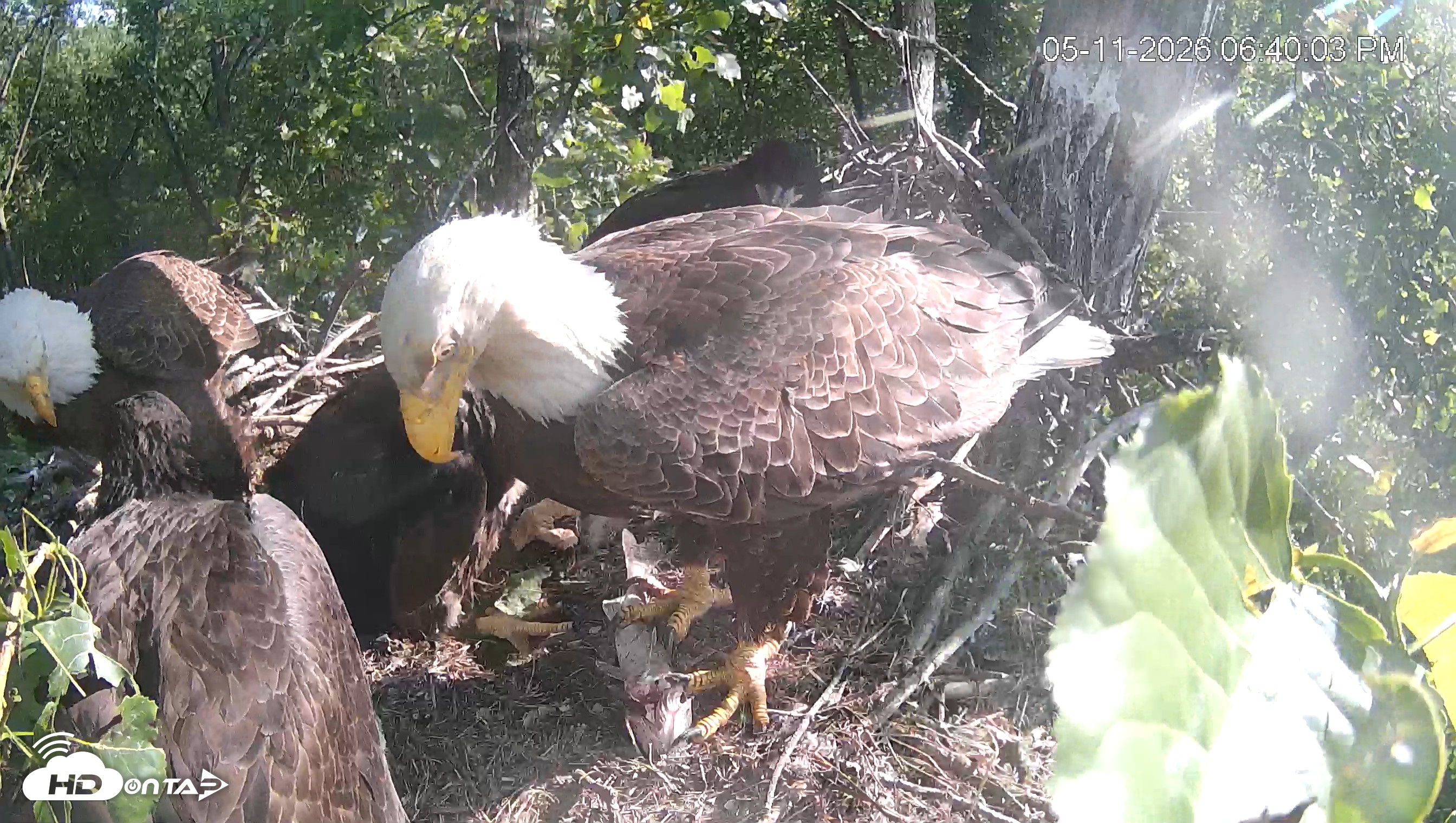 Snapshot of Cardinal Land Conservancy Eagles Live Webcam taken May 11, 2026, 6:40pm EDT