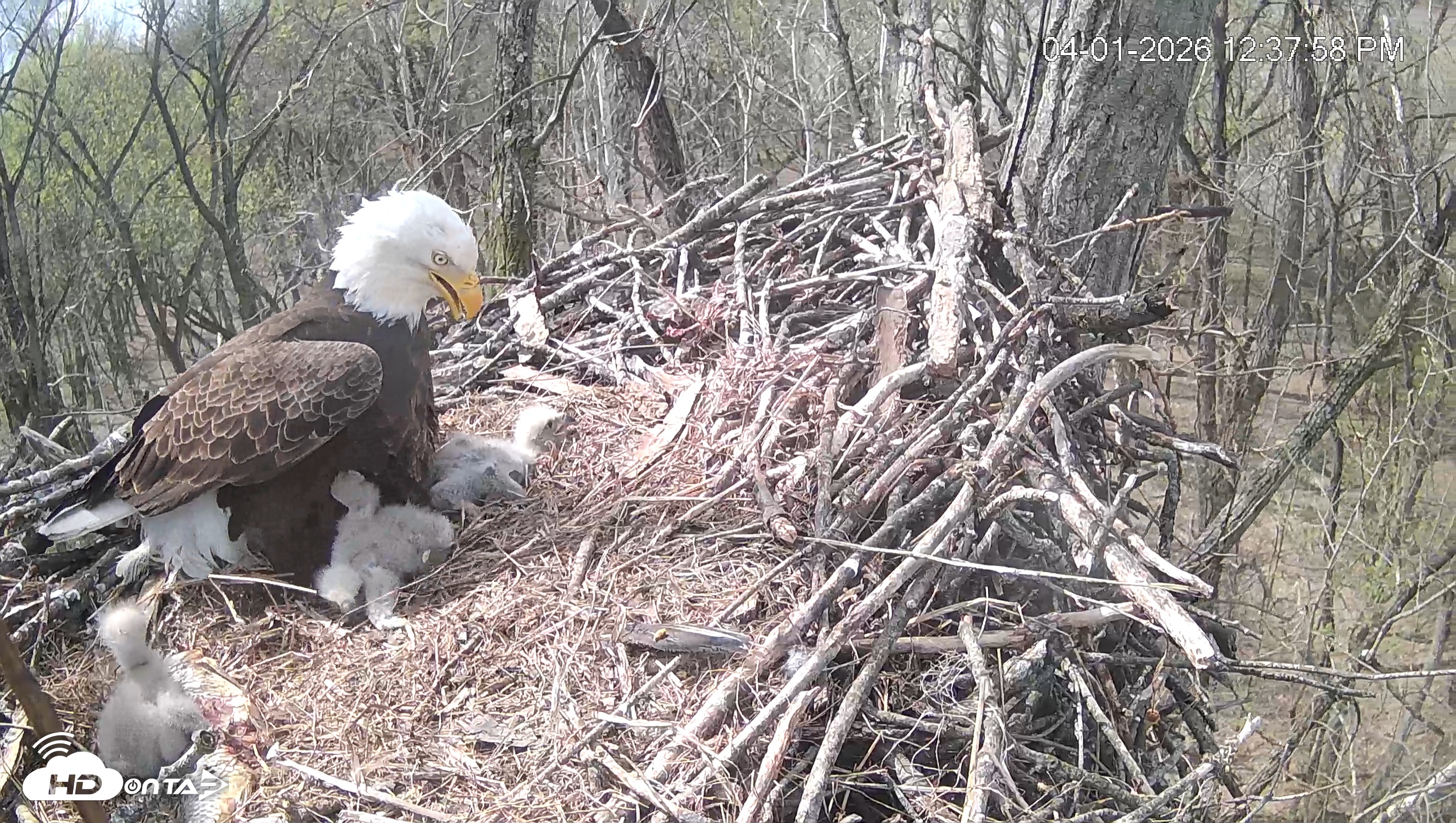 Snapshot of Cardinal Land Conservancy Eagles Live Webcam taken Apr 1, 2026, 12:38pm EDT