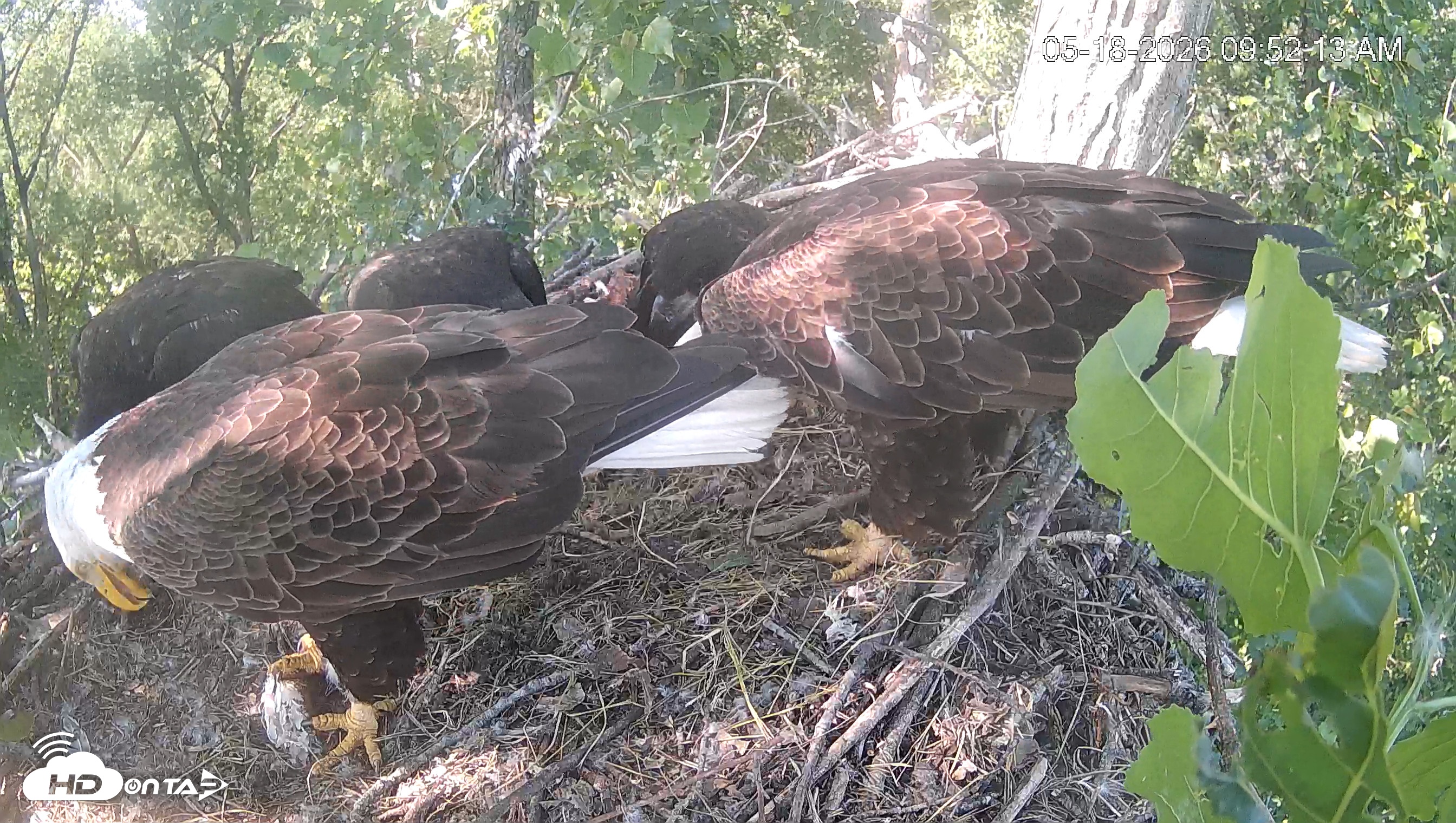 Snapshot of Cardinal Land Conservancy Eagles Live Webcam taken May 18, 2026, 9:53am EDT
