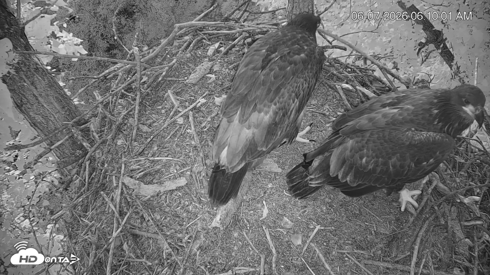 Snapshot of Cardinal Land Conservancy Eagles Live Webcam taken Jun 7, 2026, 6:10am EDT