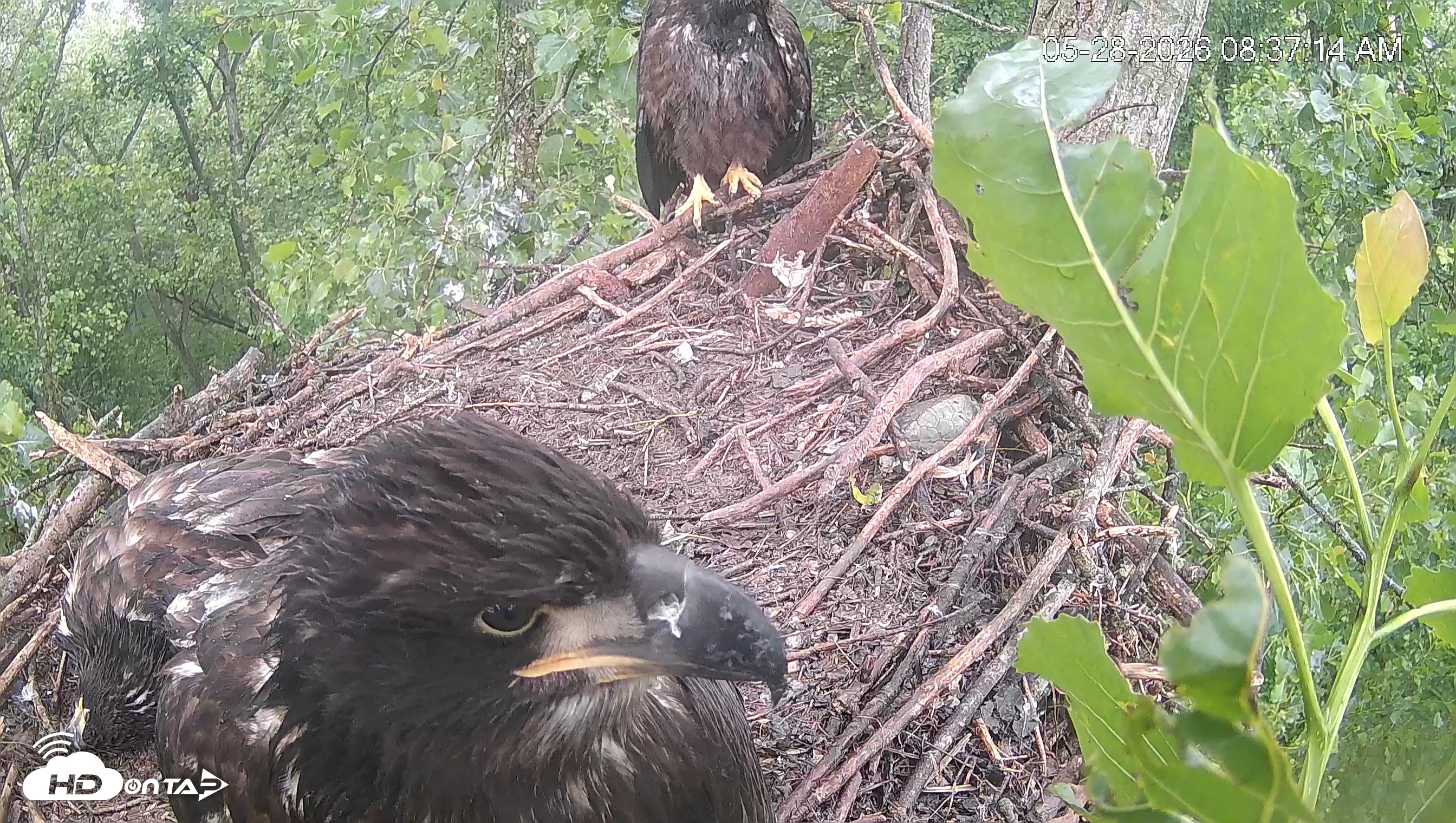 Snapshot of Cardinal Land Conservancy Eagles Live Webcam taken May 28, 2026, 8:38am EDT