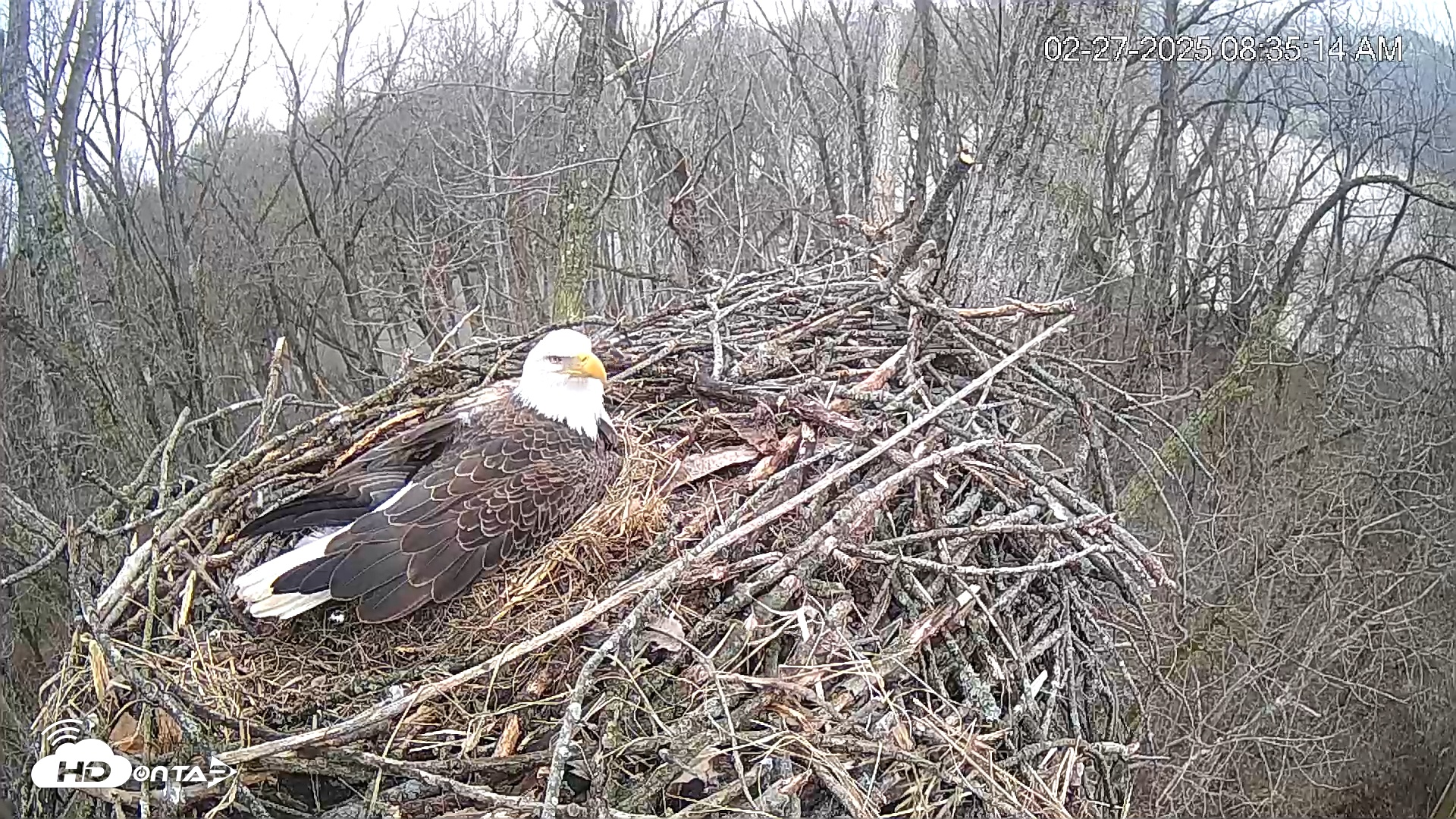 Snapshot of Cardinal Land Conservancy Eagles Live Webcam taken Feb 27, 2025, 8:35am EST