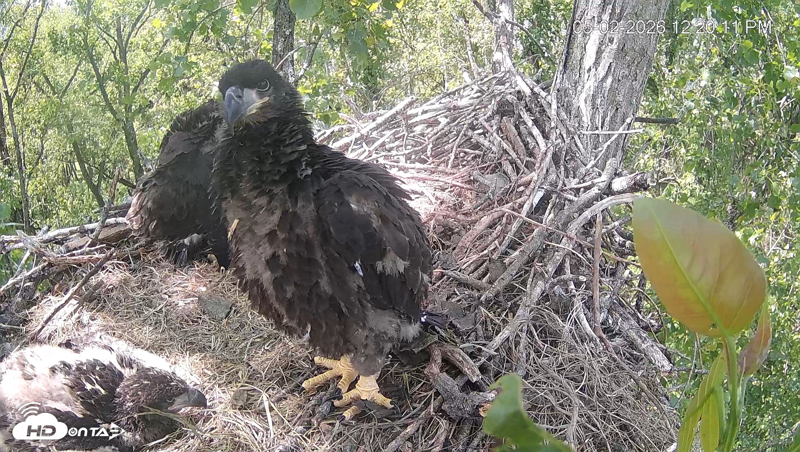 Snapshot of Cardinal Land Conservancy Eagles Live Webcam taken May 2, 2026, 12:21pm EDT