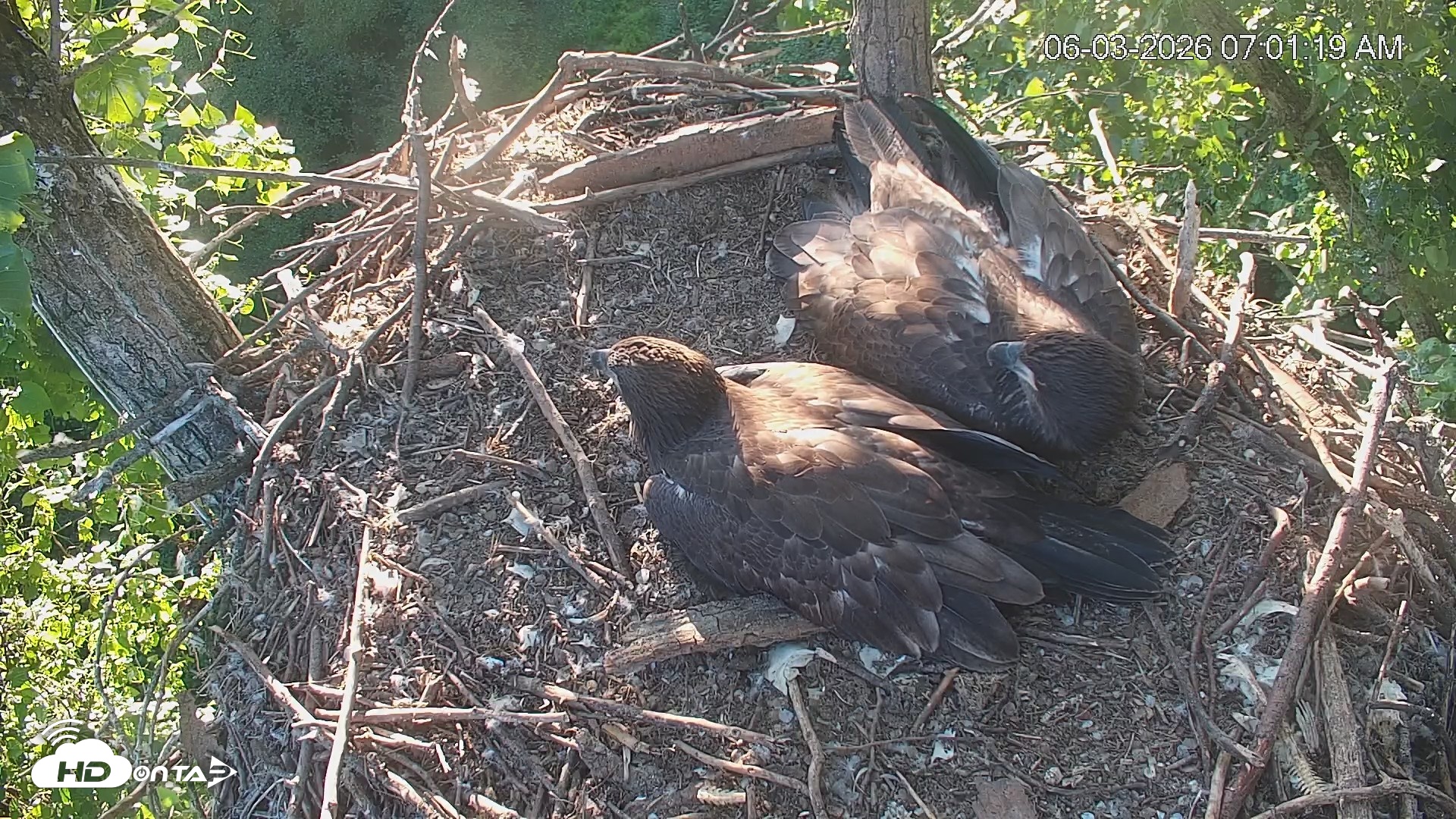 Snapshot of Cardinal Land Conservancy Eagles Live Webcam taken Jun 3, 2026, 7:02am EDT