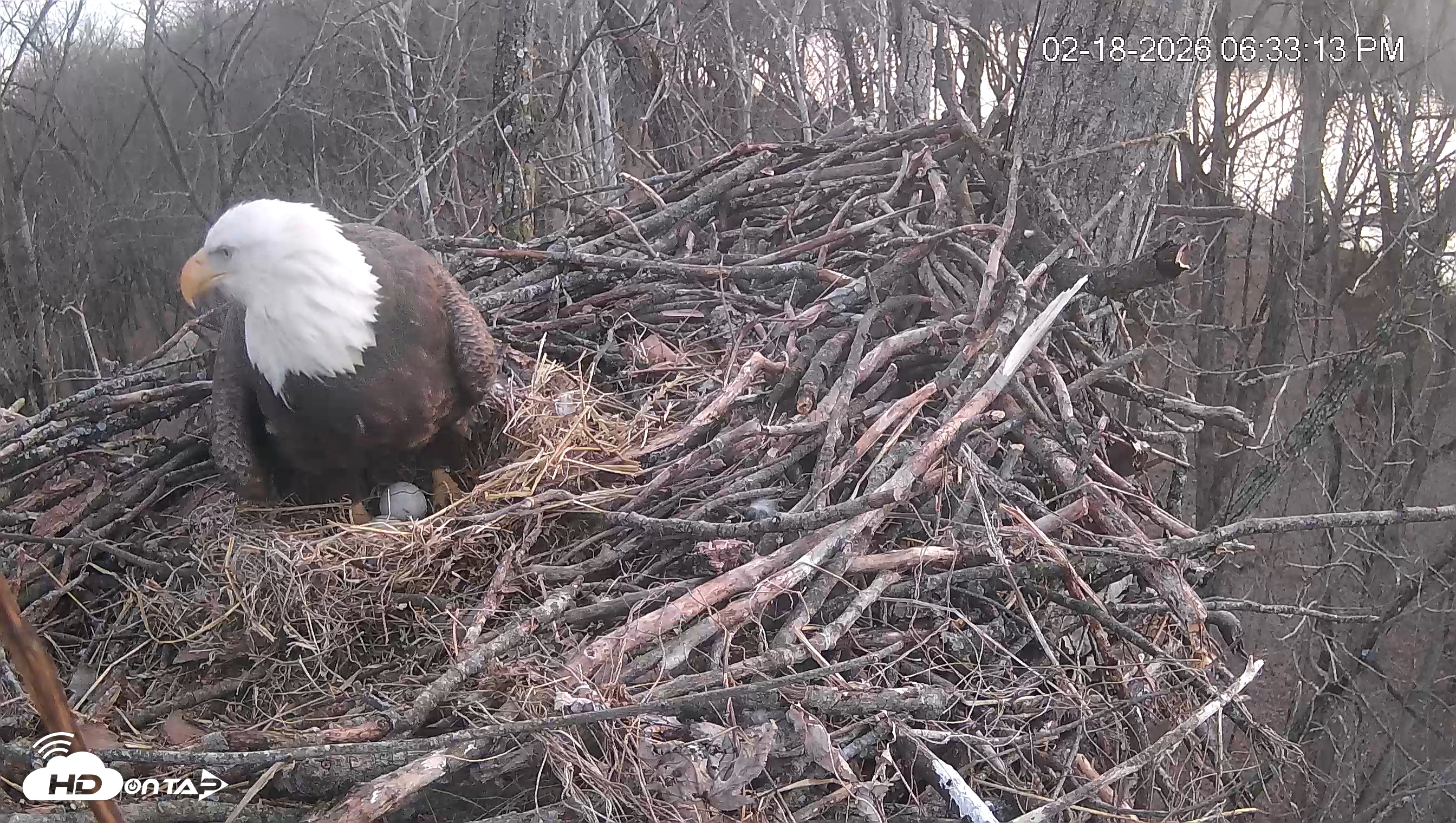 Snapshot of Cardinal Land Conservancy Eagles Live Webcam taken Feb 18, 2026, 6:33pm EST