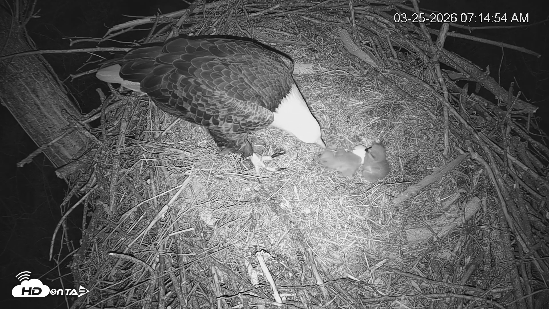 Snapshot of Cardinal Land Conservancy Eagles Live Webcam taken Mar 25, 2026, 7:15am EDT