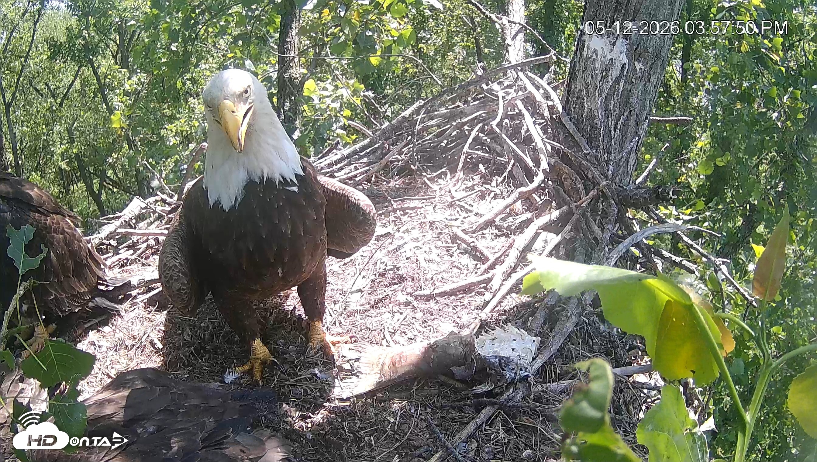 Snapshot of Cardinal Land Conservancy Eagles Live Webcam taken May 12, 2026, 3:59pm EDT