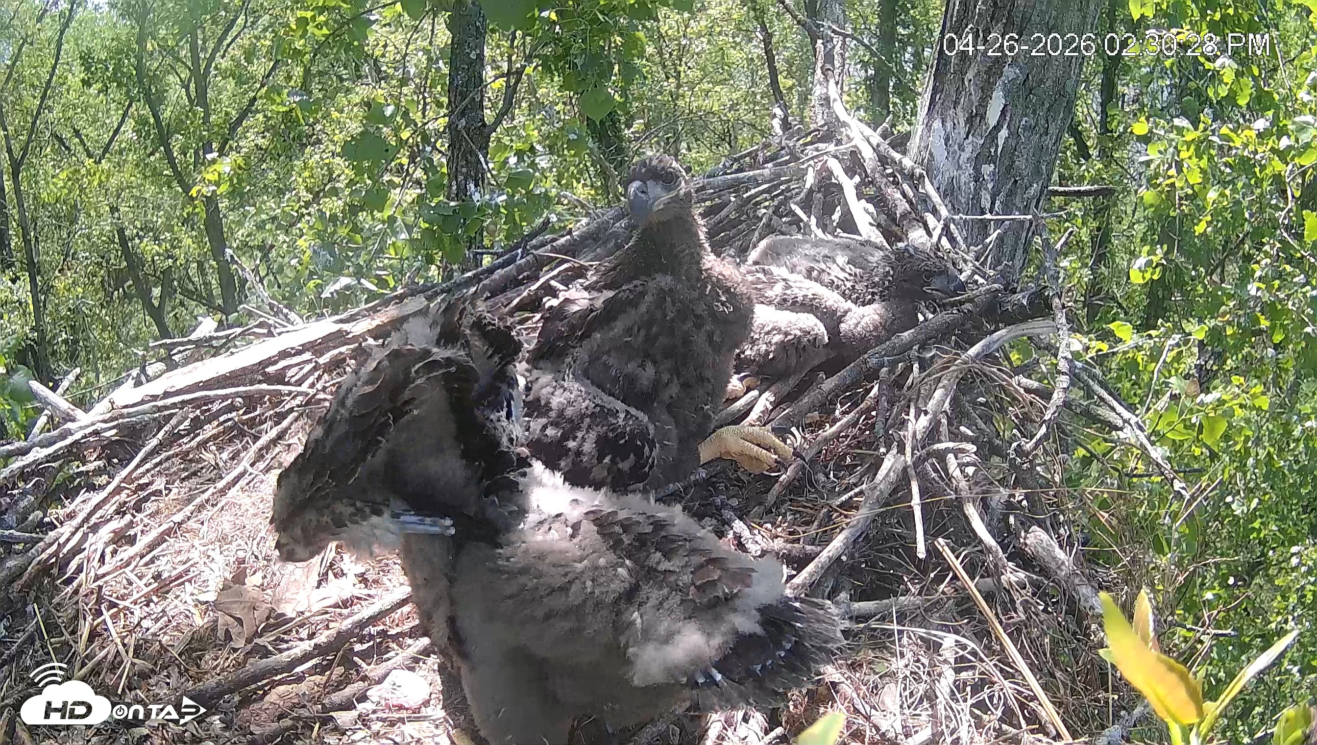 Snapshot of Cardinal Land Conservancy Eagles Live Webcam taken Apr 26, 2026, 2:31pm EDT