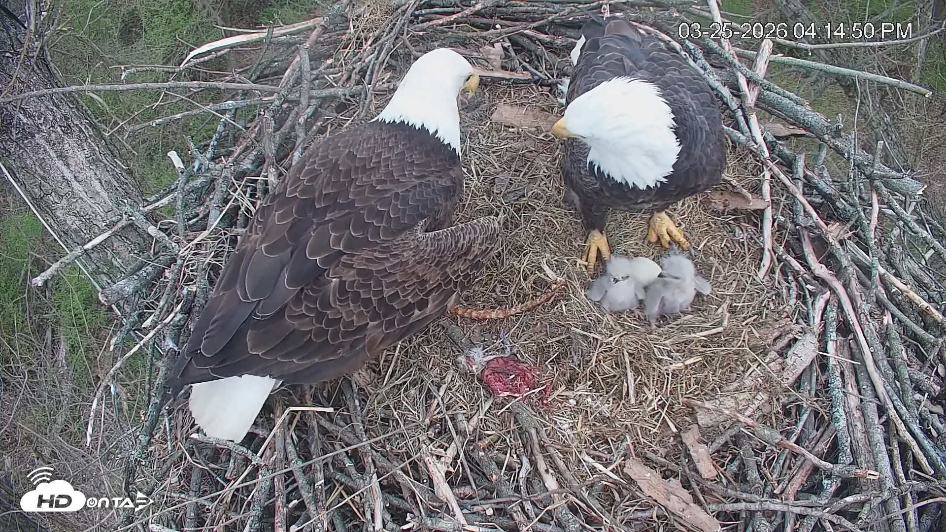 Snapshot of Cardinal Land Conservancy Eagles Live Webcam taken Mar 25, 2026, 4:15pm EDT