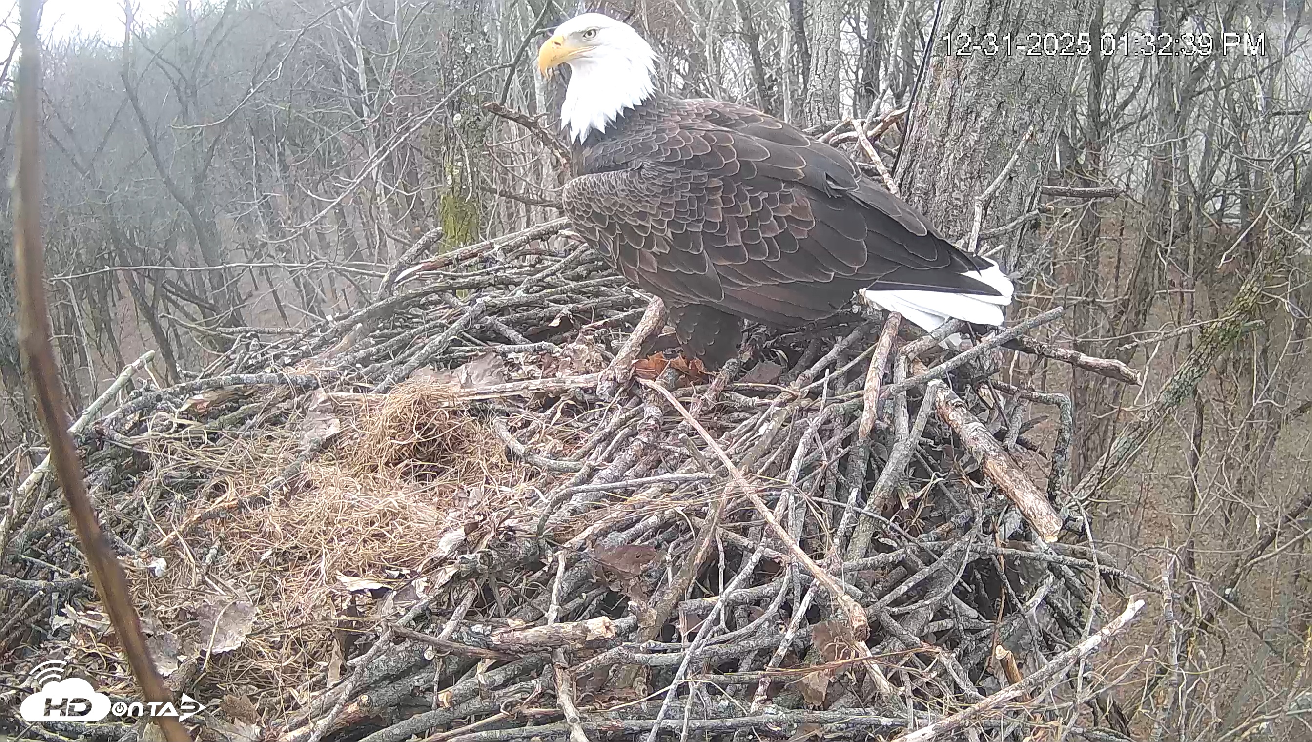 Snapshot of Cardinal Land Conservancy Eagles Live Webcam taken Dec 31, 2025, 1:33pm EST