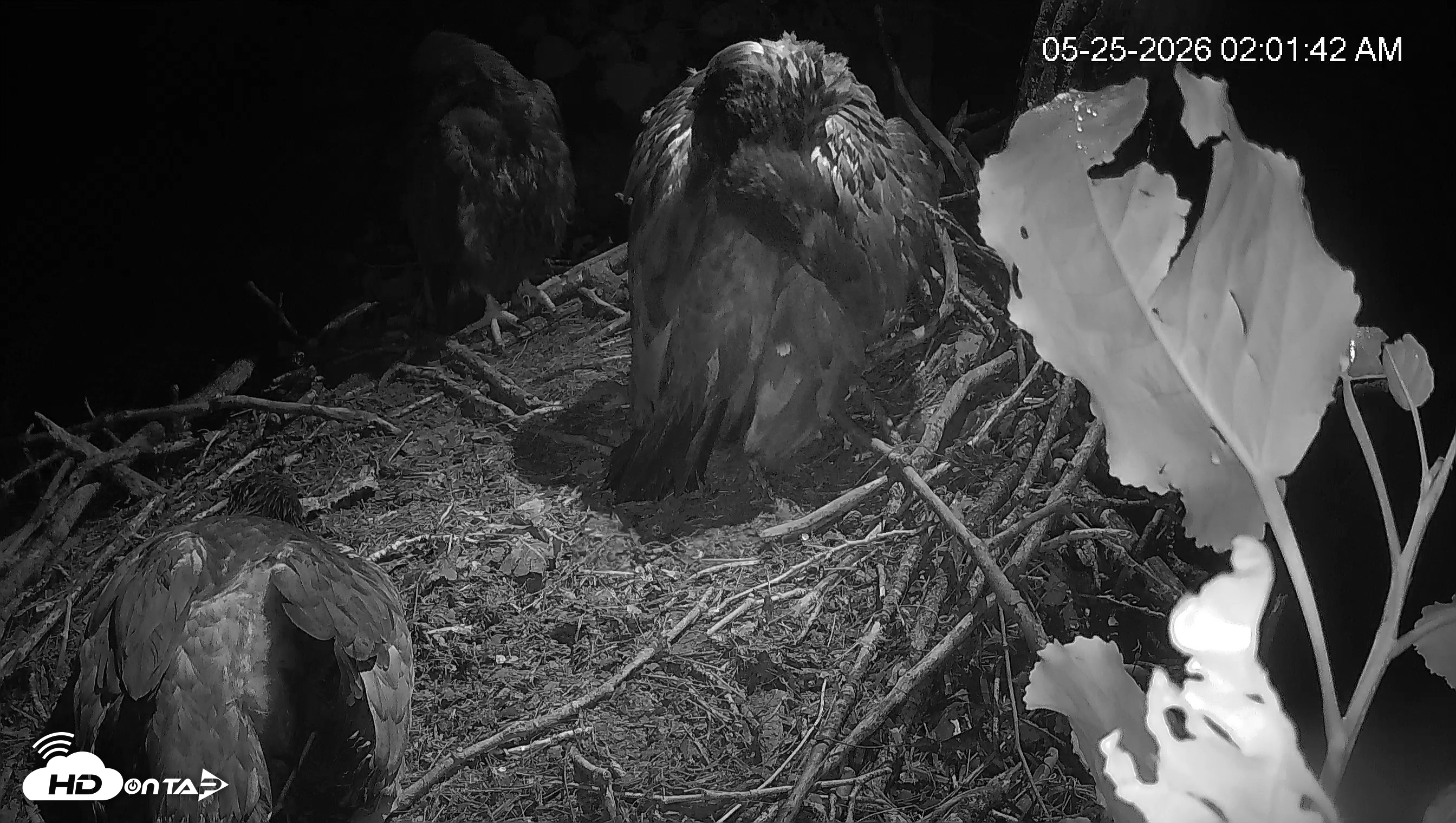 Snapshot of Cardinal Land Conservancy Eagles Live Webcam taken May 25, 2026, 2:02am EDT