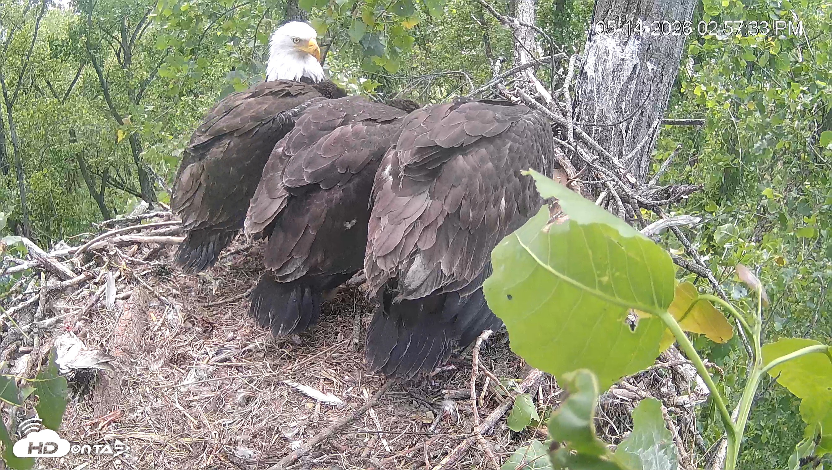 Snapshot of Cardinal Land Conservancy Eagles Live Webcam taken May 14, 2026, 2:58pm EDT