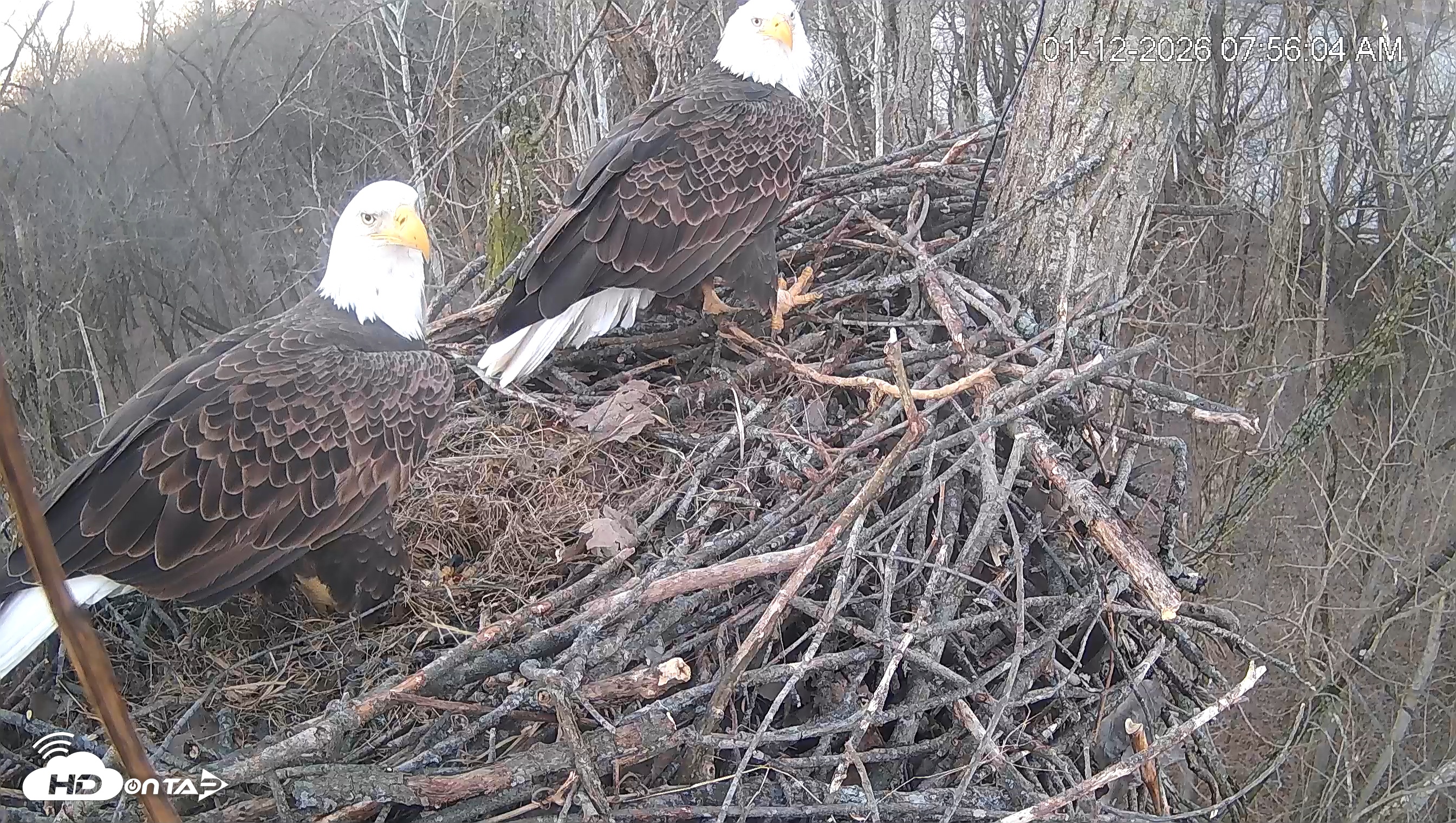 Snapshot of Cardinal Land Conservancy Eagles Live Webcam taken Jan 12, 2026, 7:56am EST