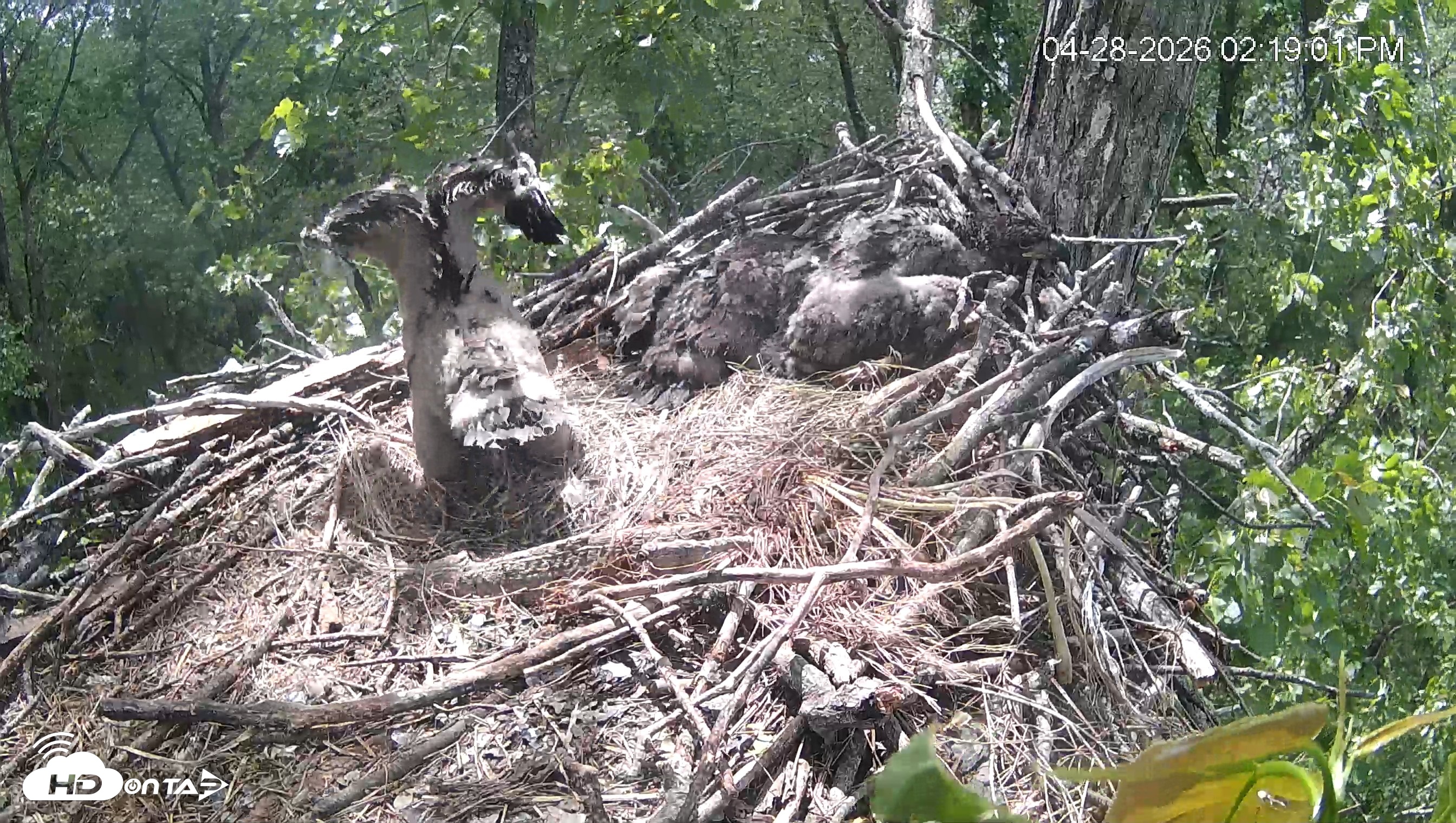 Snapshot of Cardinal Land Conservancy Eagles Live Webcam taken Apr 28, 2026, 2:19pm EDT