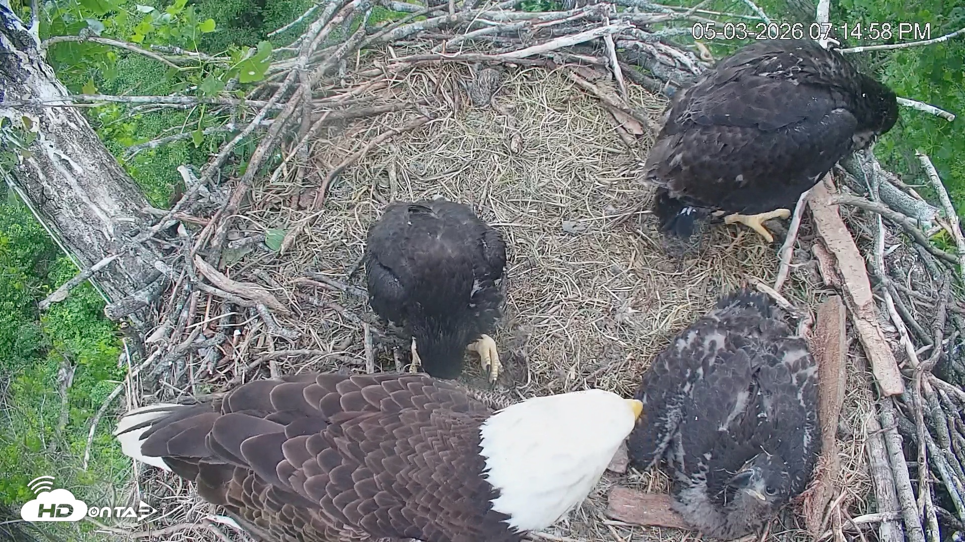 Snapshot of Cardinal Land Conservancy Eagles Live Webcam taken May 3, 2026, 7:15pm EDT