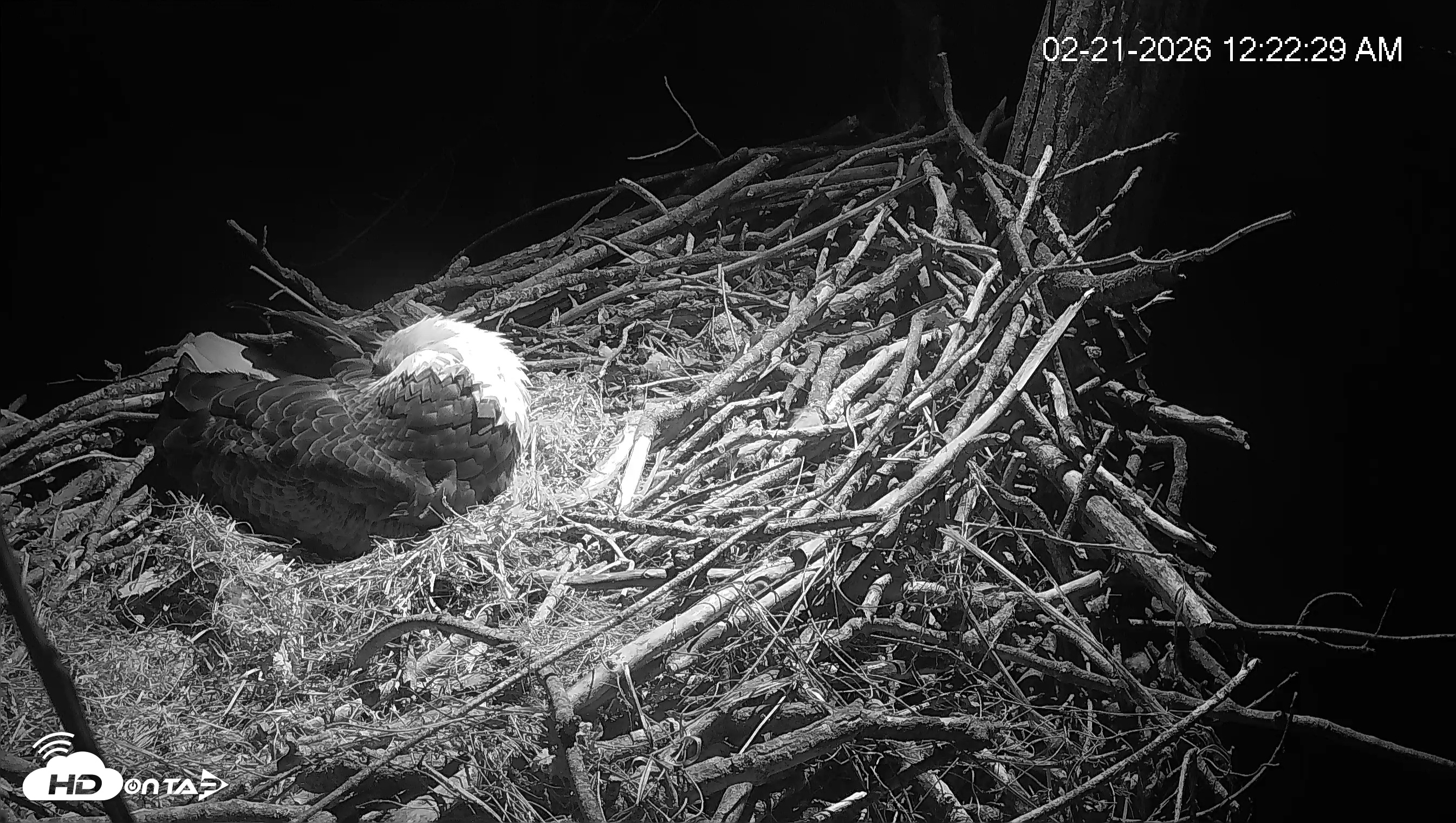 Snapshot of Cardinal Land Conservancy Eagles Live Webcam taken Feb 21, 2026, 12:23am EST