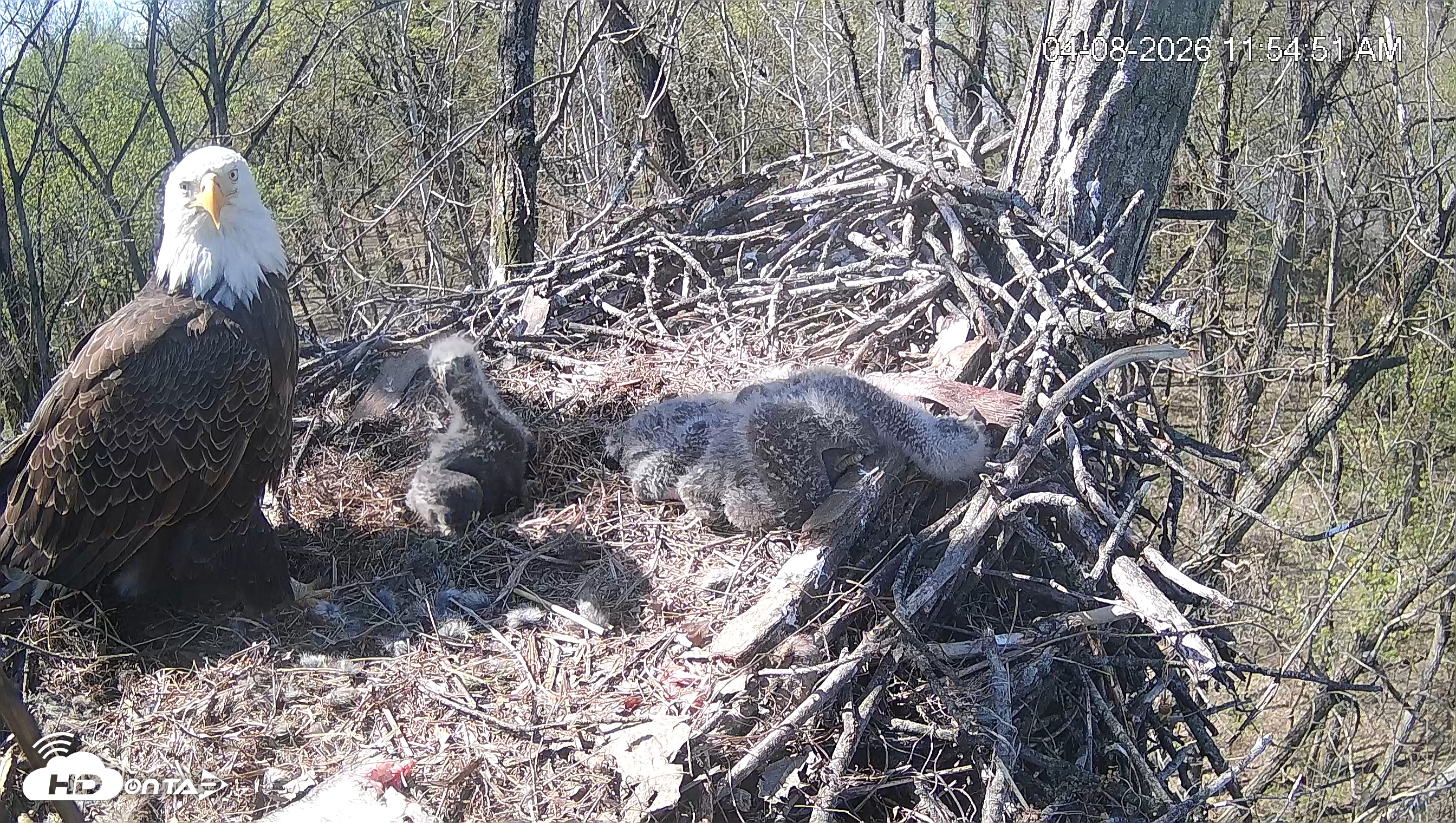 Snapshot of Cardinal Land Conservancy Eagles Live Webcam taken Apr 8, 2026, 11:55am EDT