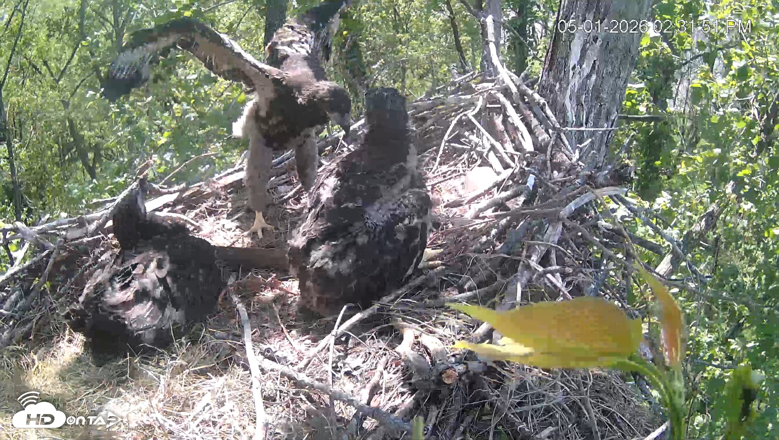 Snapshot of Cardinal Land Conservancy Eagles Live Webcam taken May 1, 2026, 2:32pm EDT