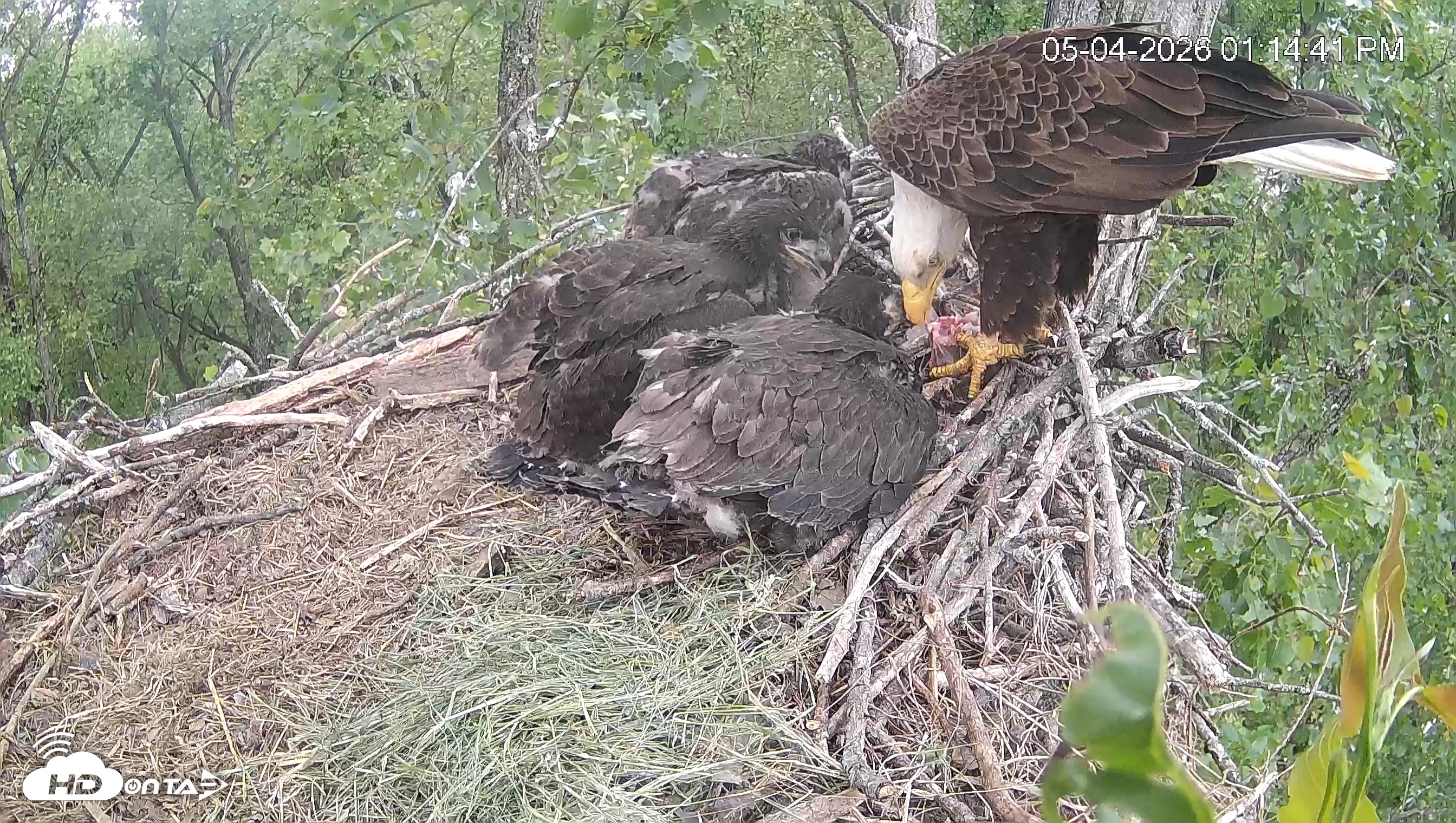 Snapshot of Cardinal Land Conservancy Eagles Live Webcam taken May 4, 2026, 1:15pm EDT