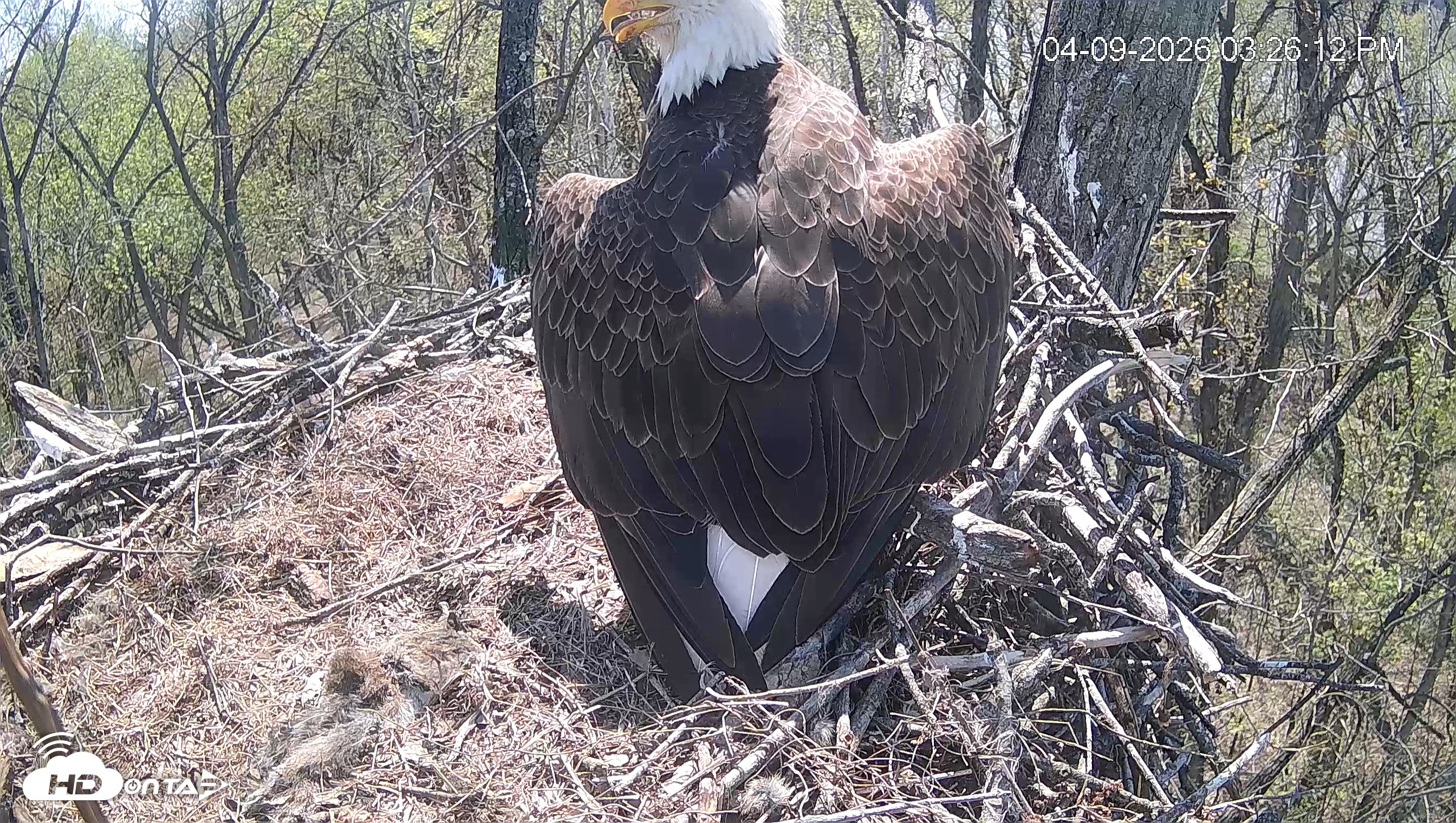 Snapshot of Cardinal Land Conservancy Eagles Live Webcam taken Apr 9, 2026, 3:26pm EDT